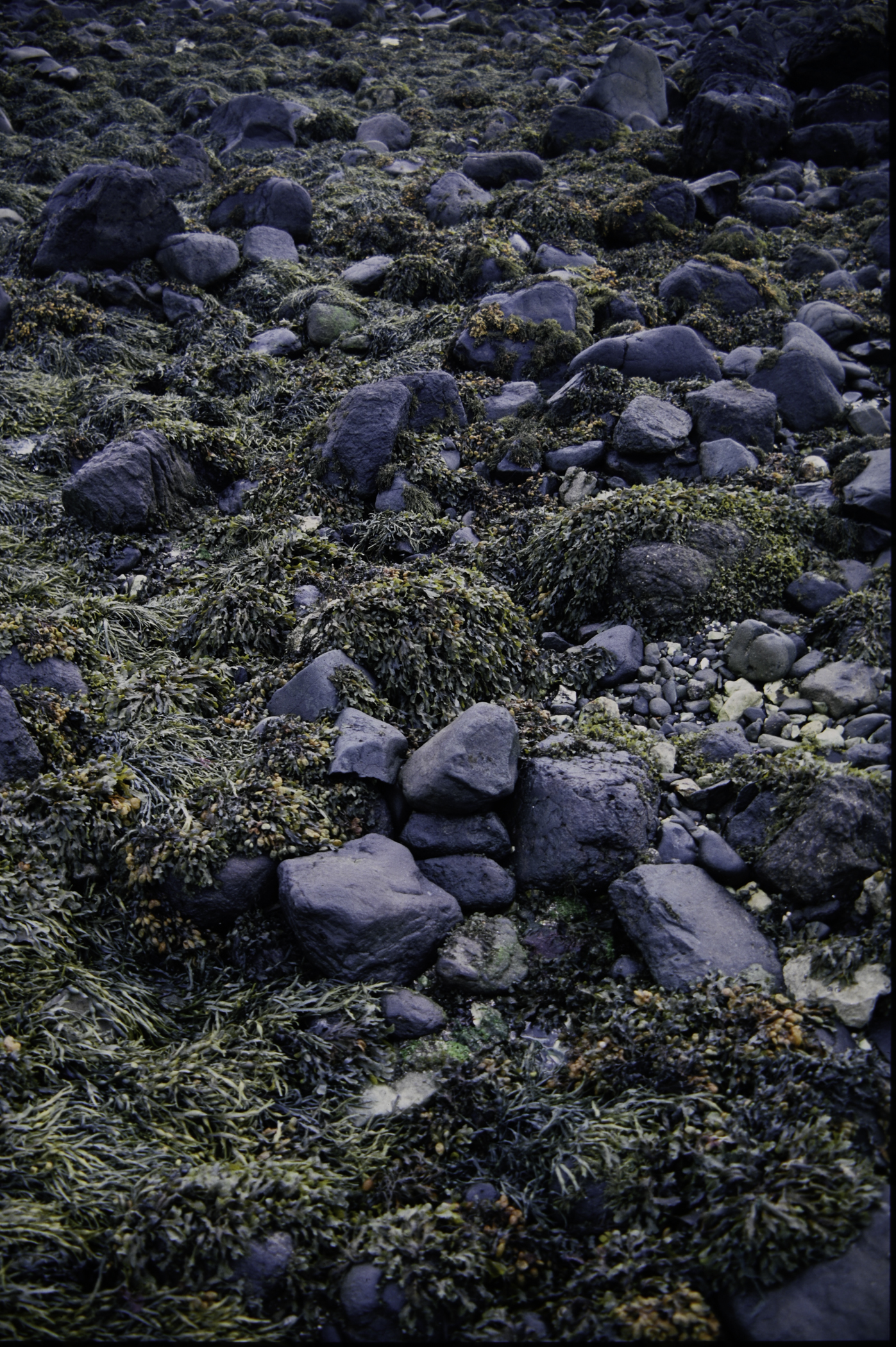 . Site: Ballygalley Head, NE Coast. 