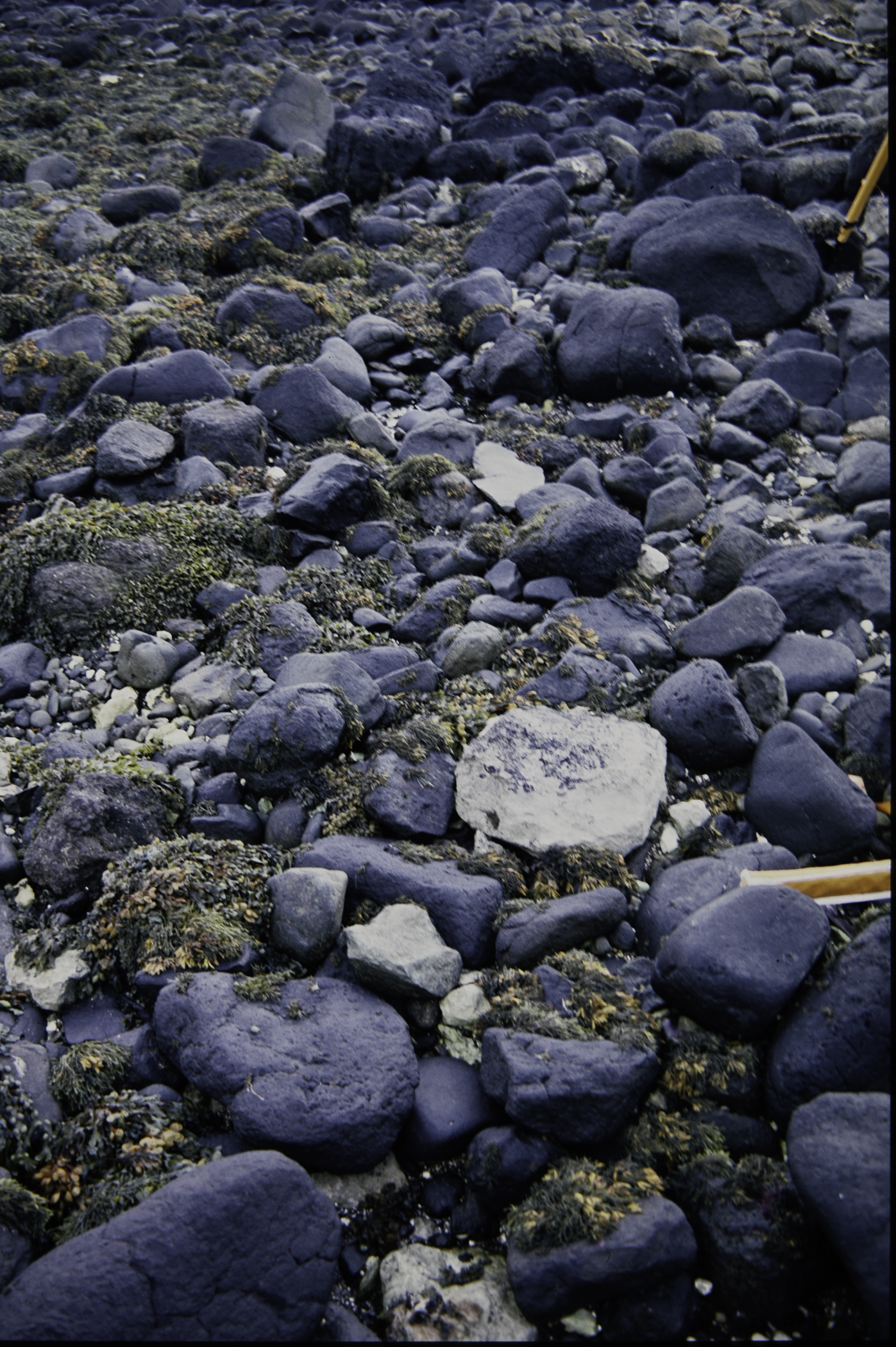 . Site: Ballygalley Head, NE Coast. 