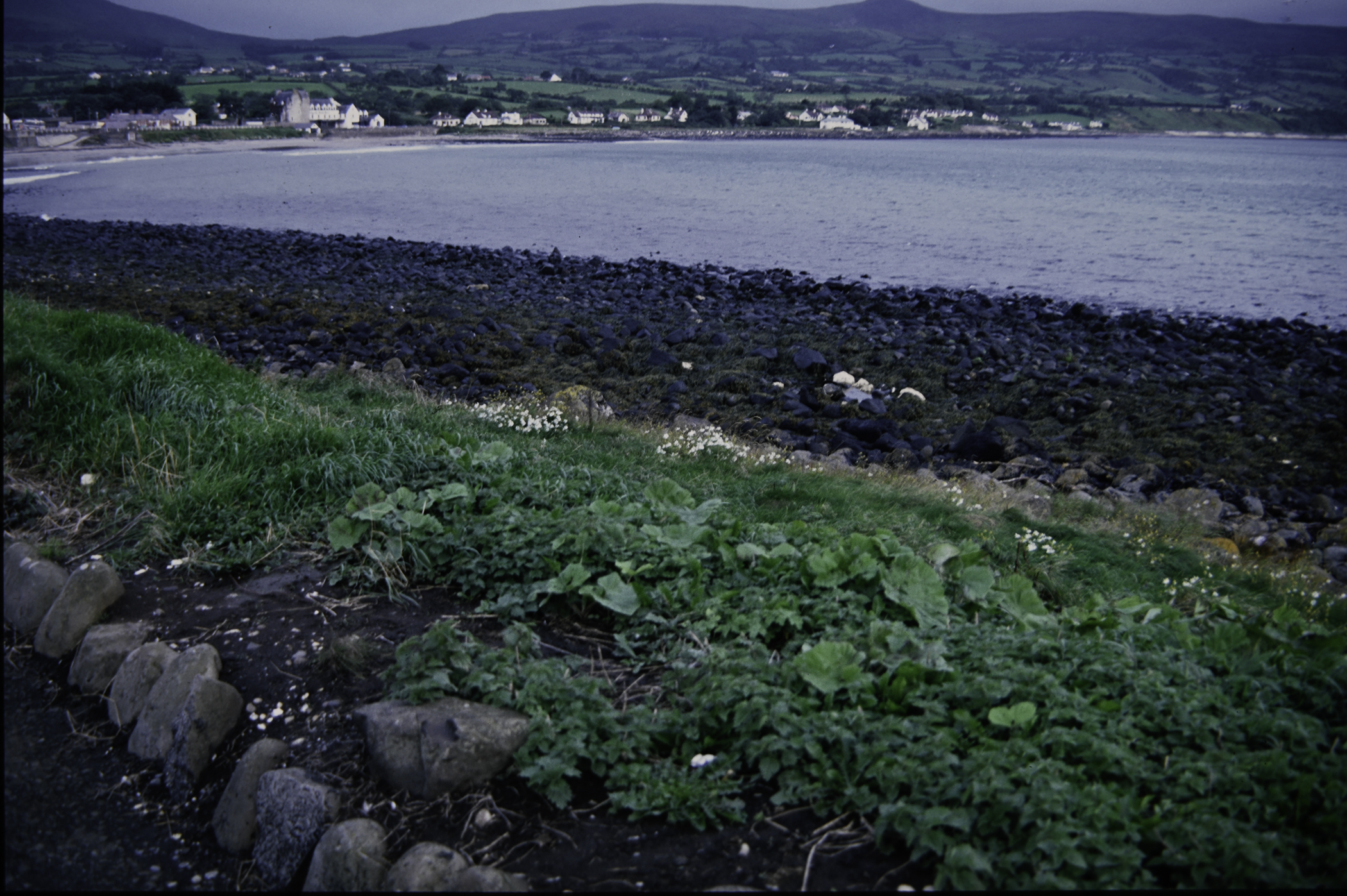 . Site: Ballygalley Head, NE Coast. 