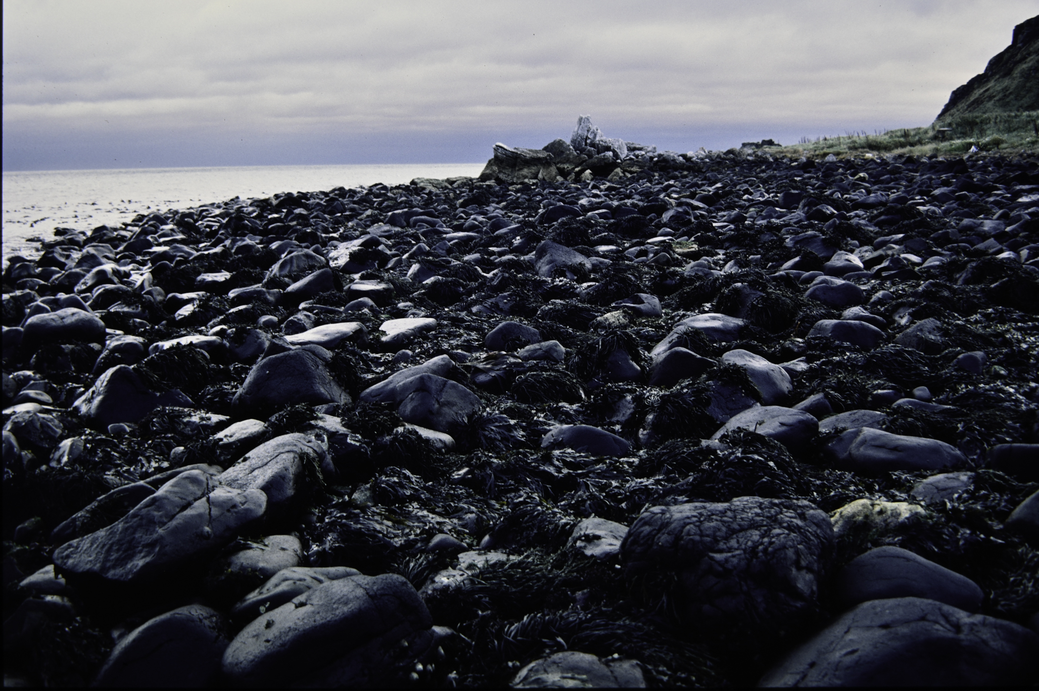 . Site: Ballygalley Head, NE Coast. 