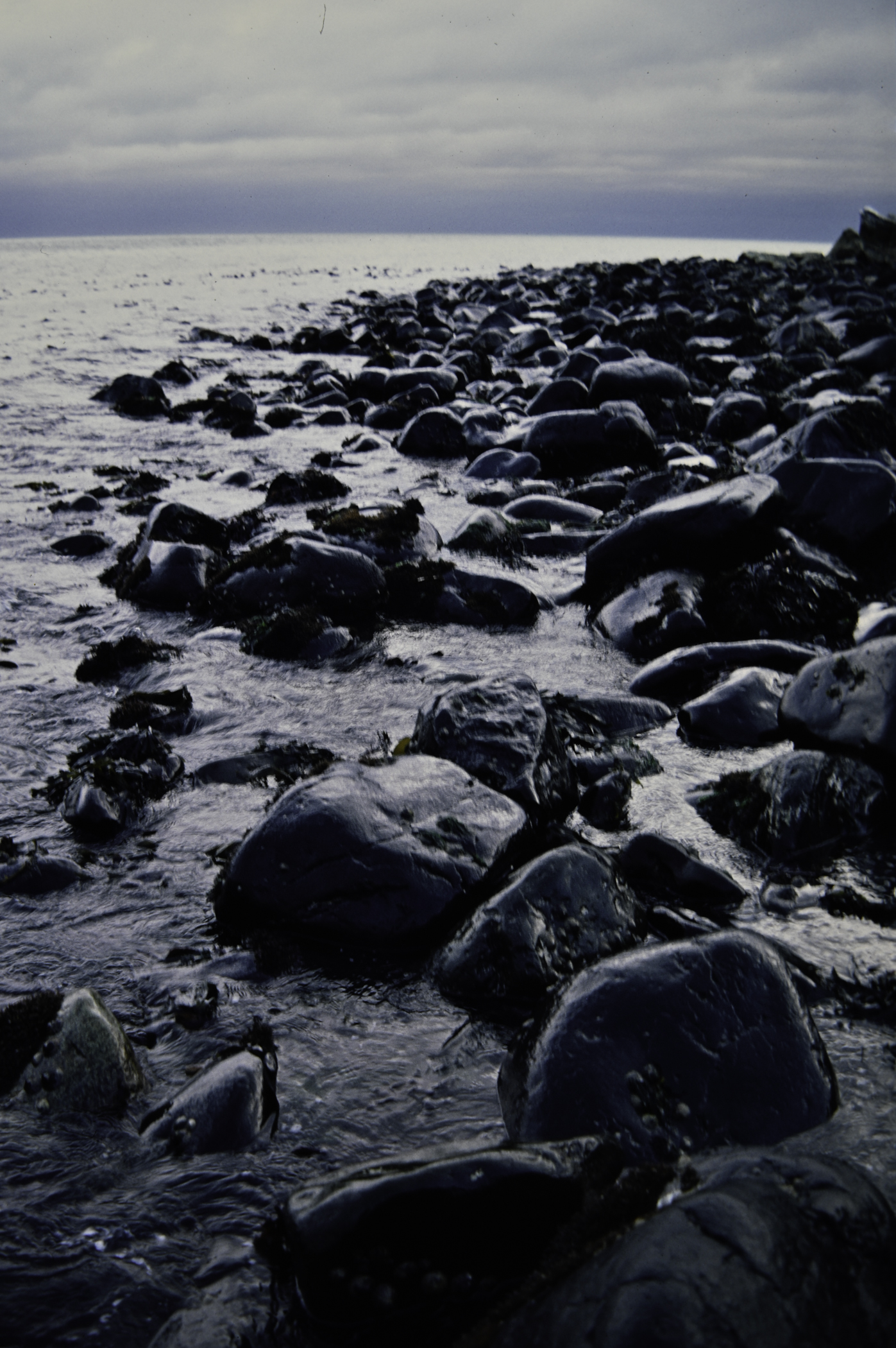 . Site: Ballygalley Head, NE Coast. 