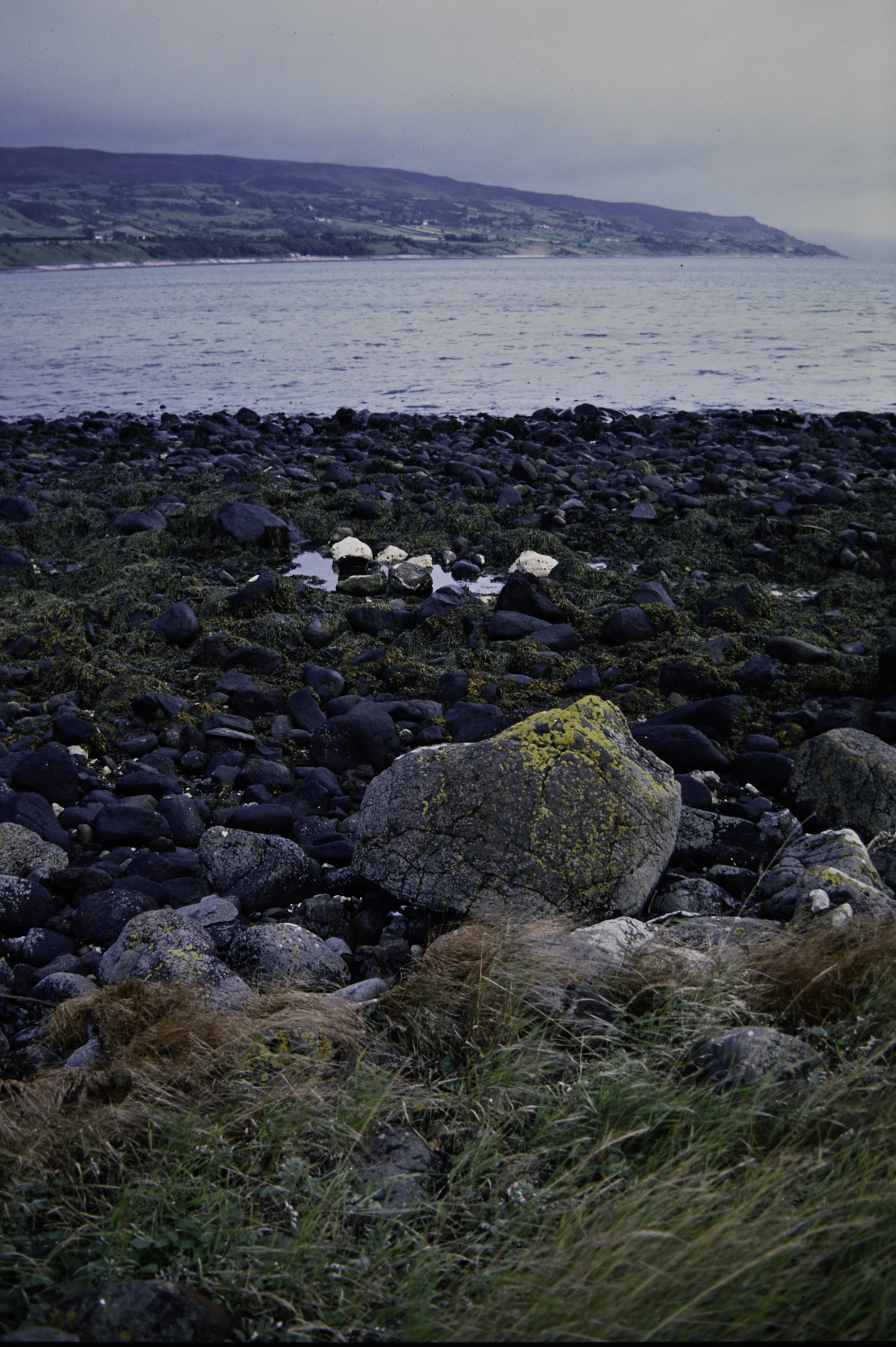 . Site: Ballygalley Head, NE Coast. 