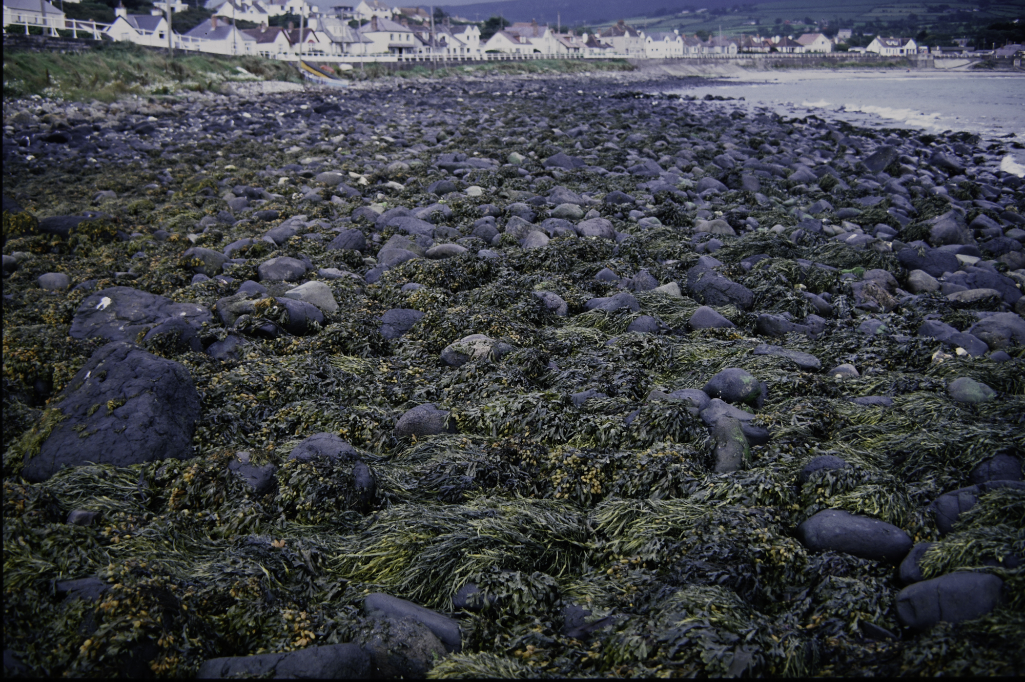 . Site: Ballygalley Head, NE Coast. 