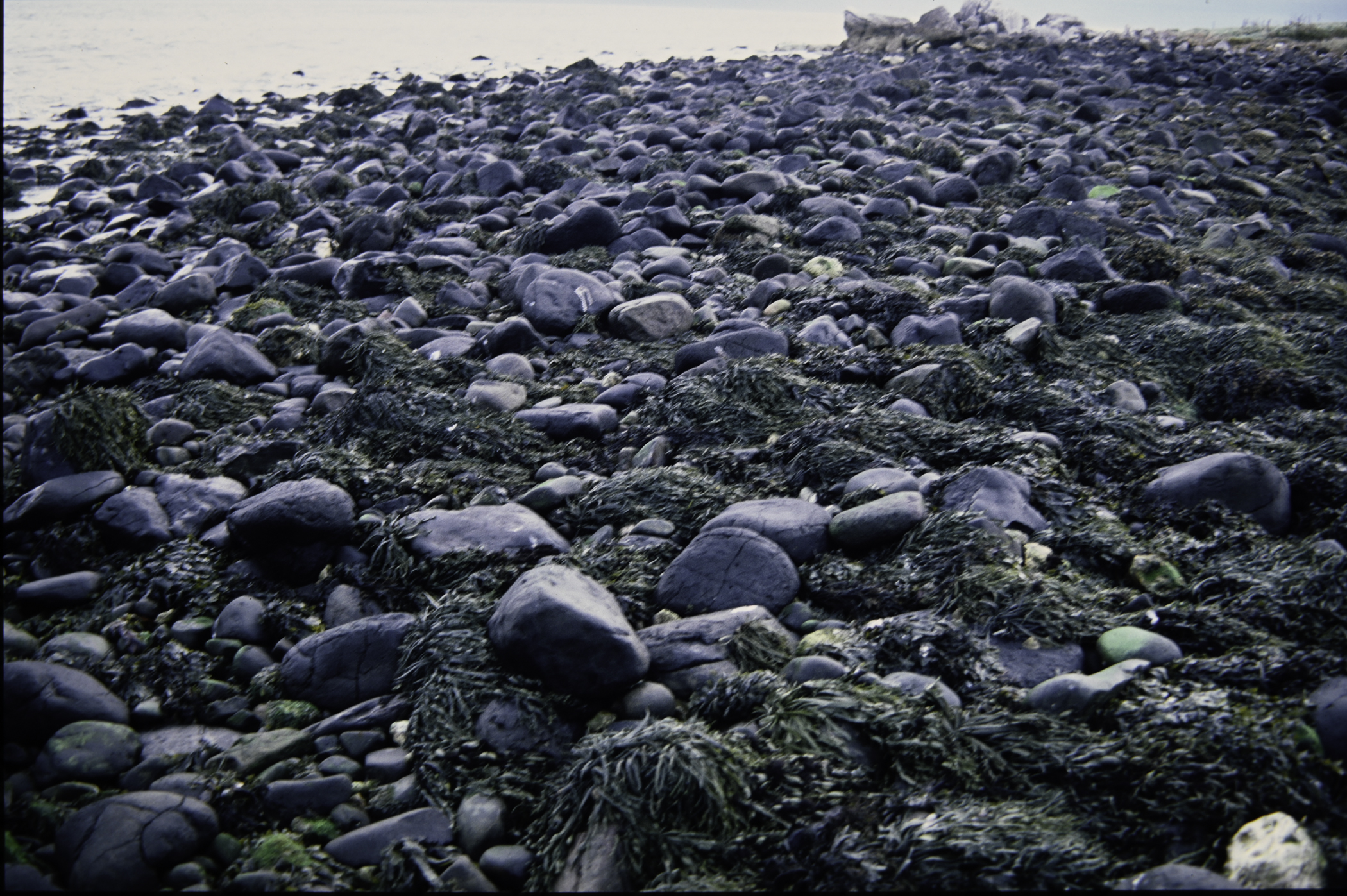 . Site: Ballygalley Head, NE Coast. 