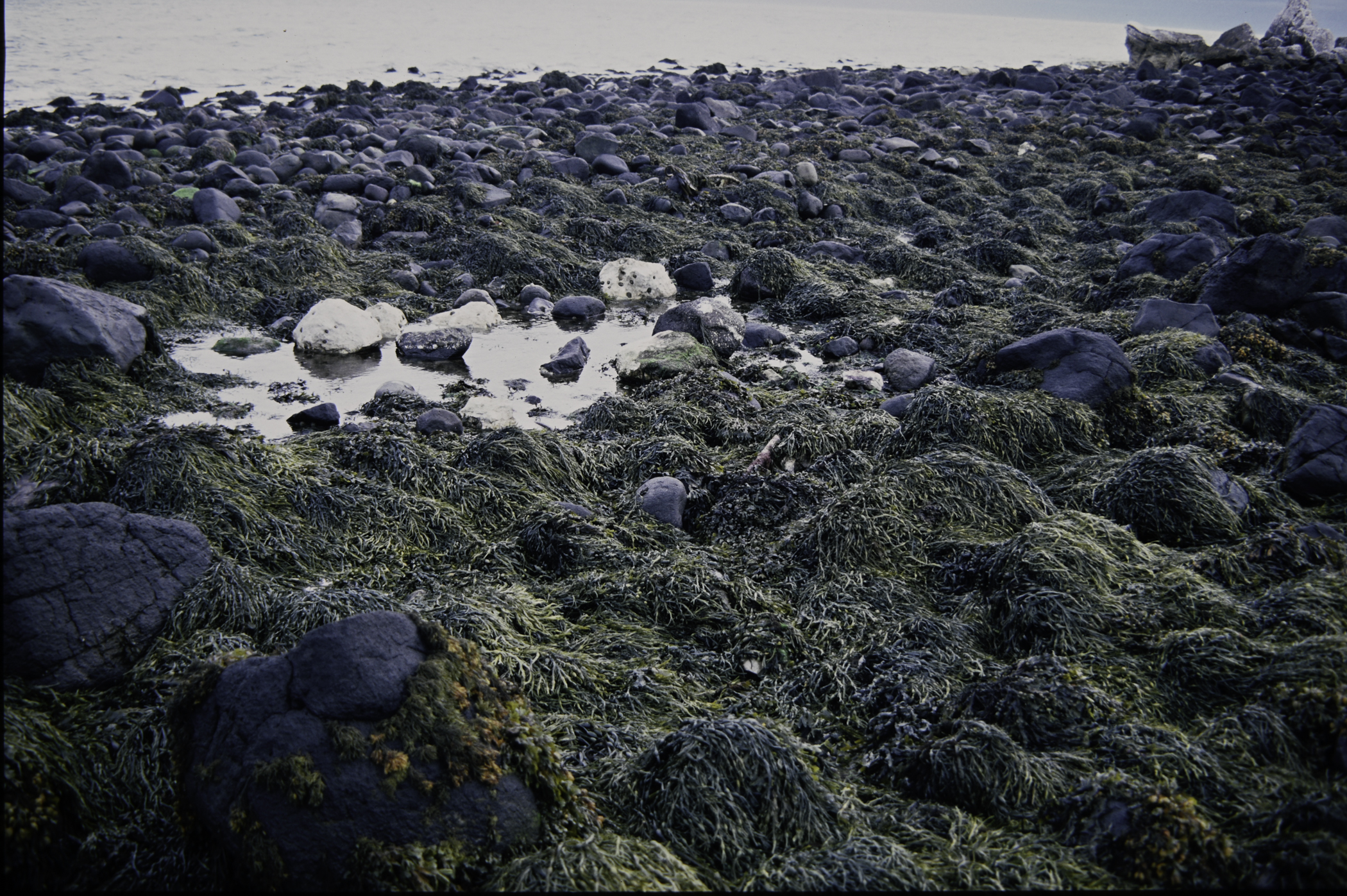 . Site: Ballygalley Head, NE Coast. 