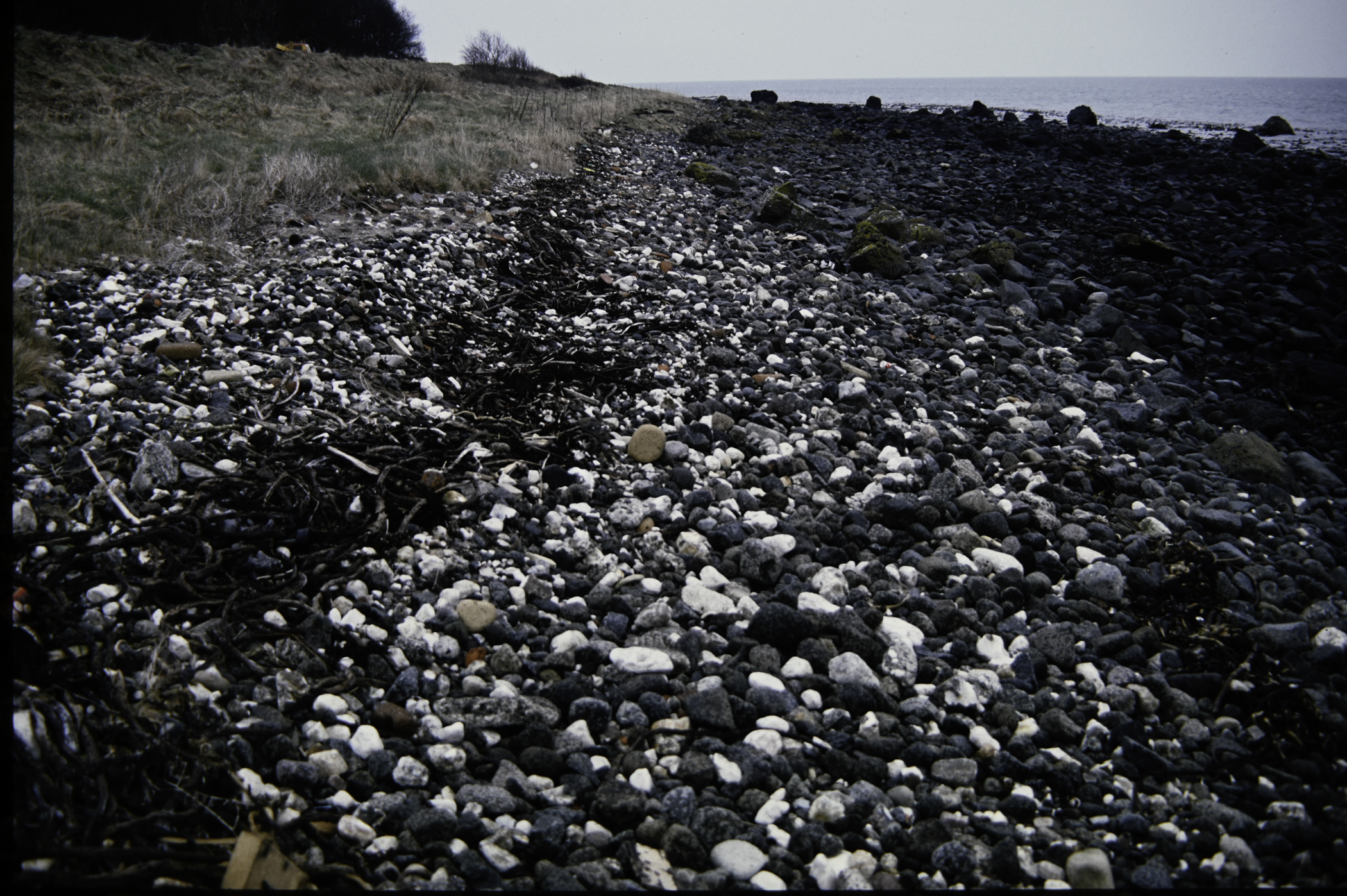 . Site: Carnfunnock Bay, NE Coast. 