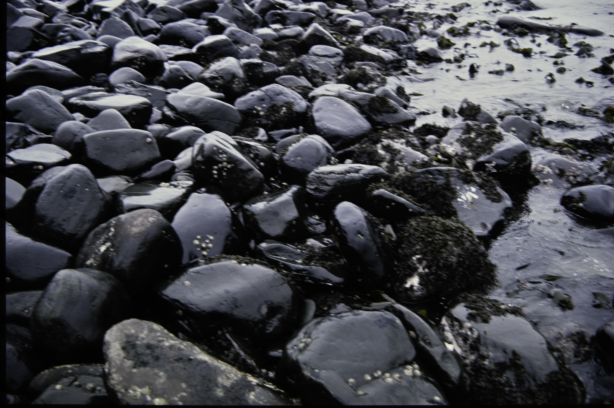 . Site: Carnfunnock Bay, NE Coast. 