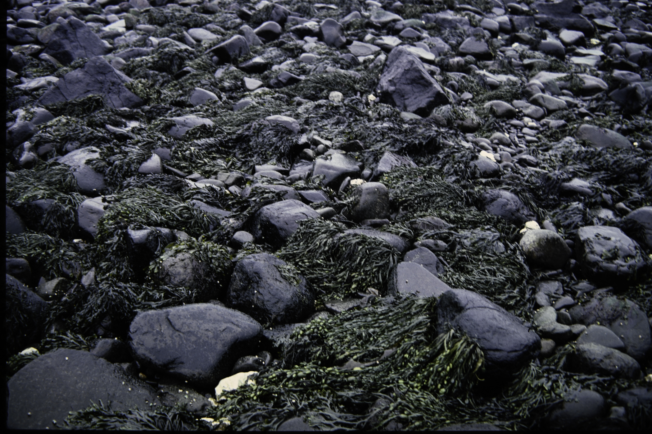 . Site: Carnfunnock Bay, NE Coast. 