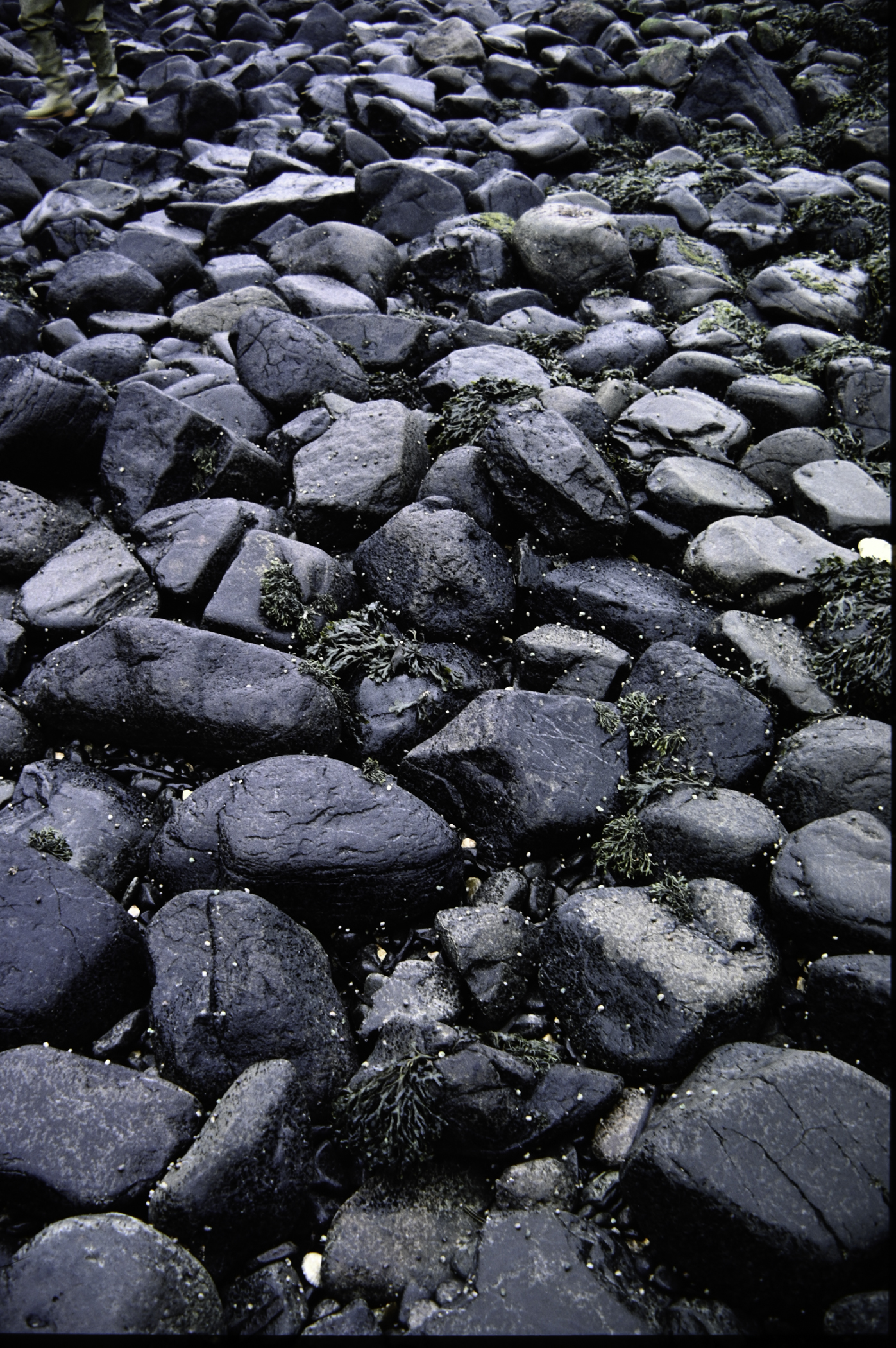 . Site: Carnfunnock Bay, NE Coast. 