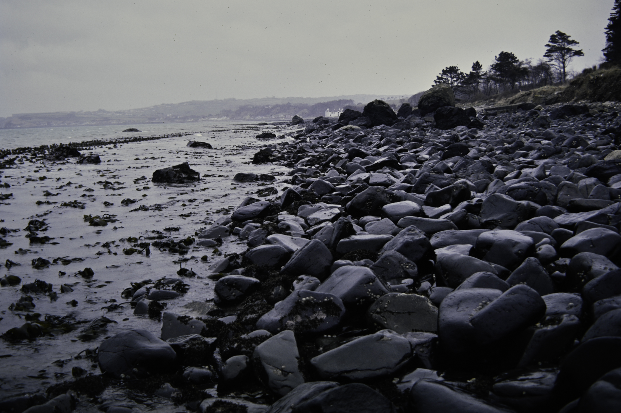 . Site: Carnfunnock Bay, NE Coast. 