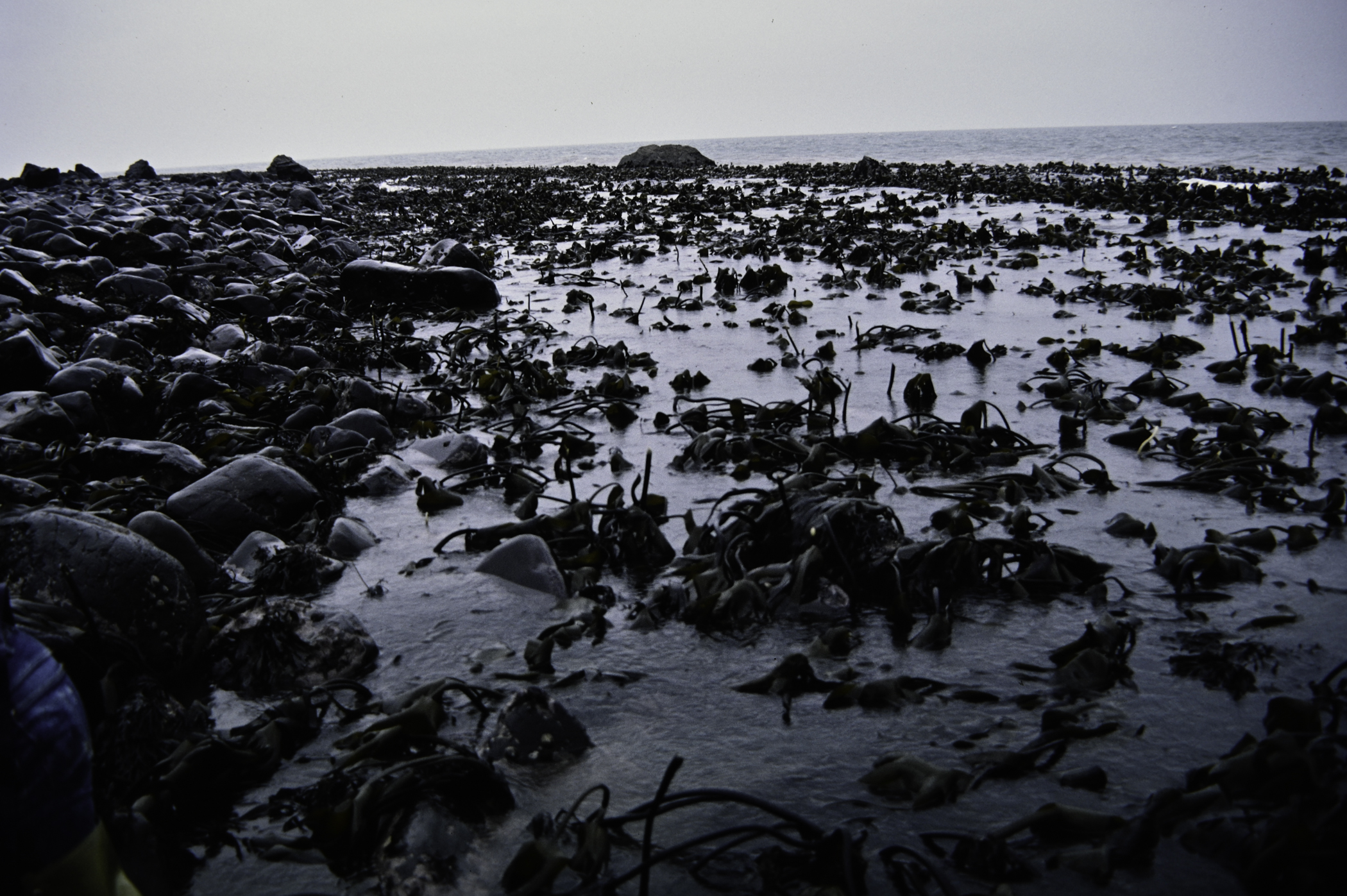 . Site: Carnfunnock Bay, NE Coast. 