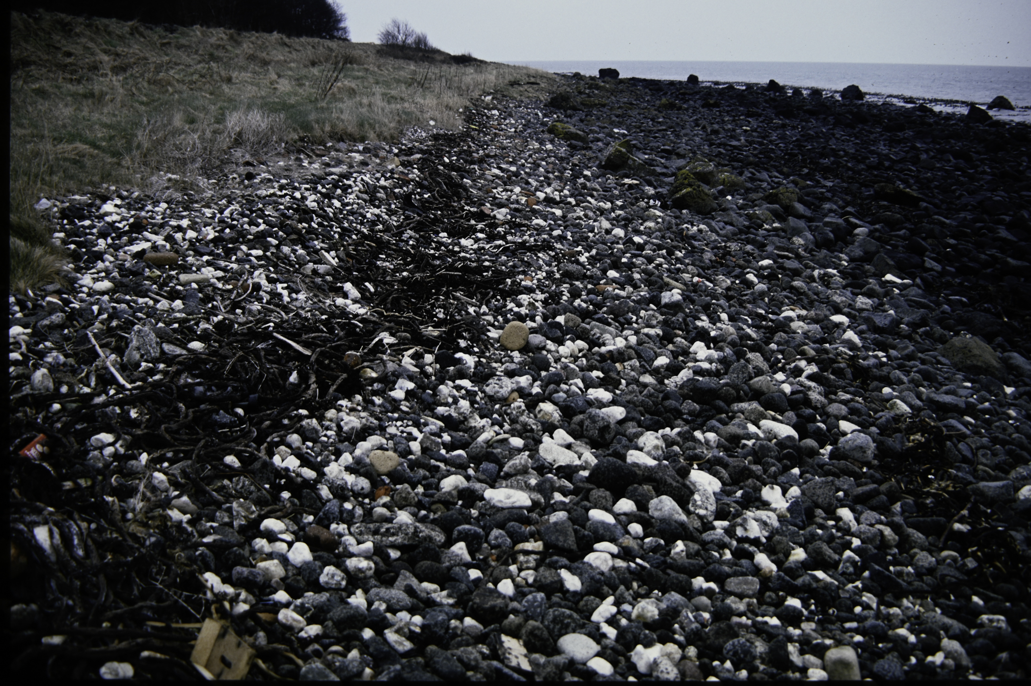 . Site: Carnfunnock Bay, NE Coast. 