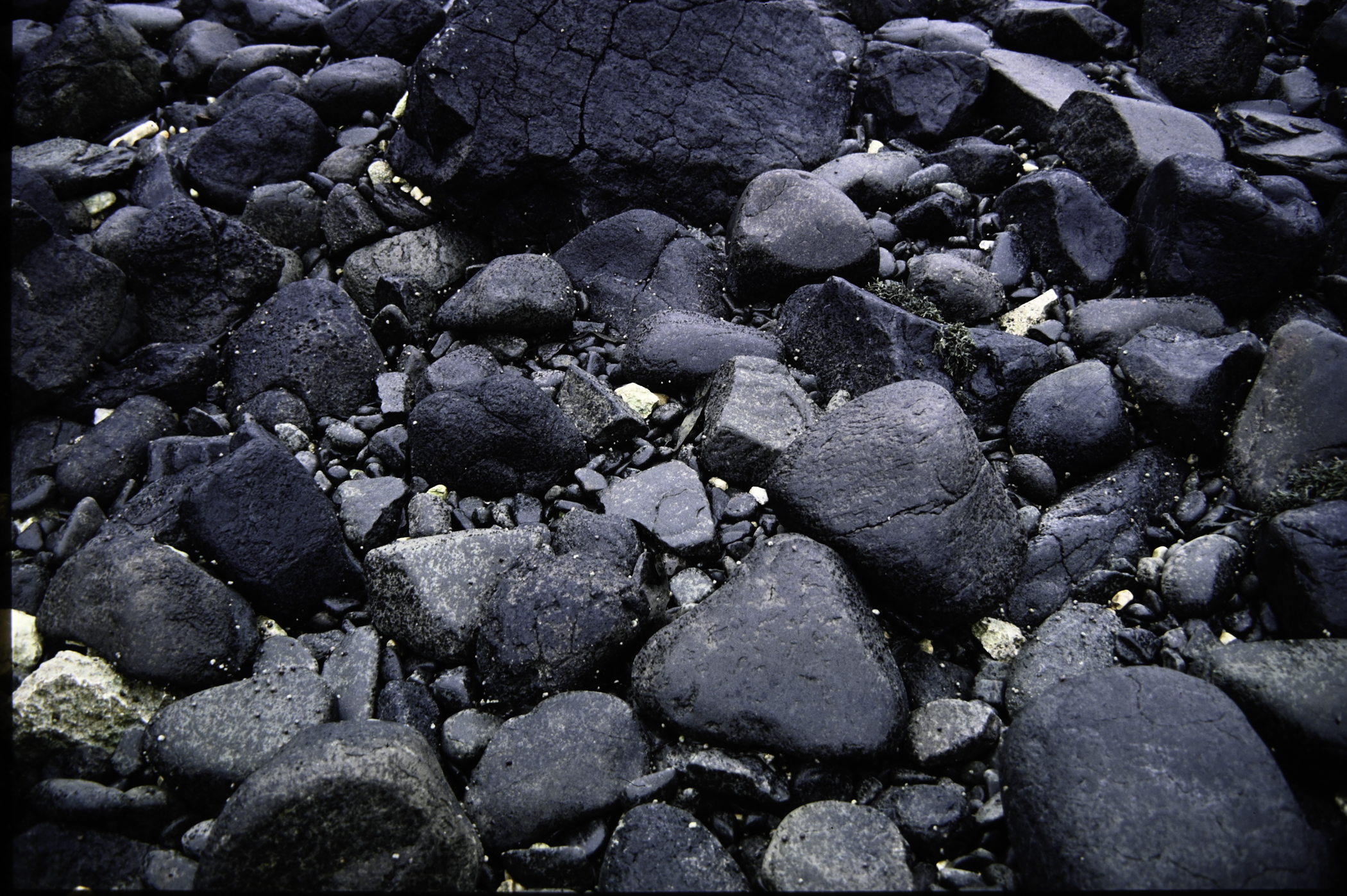 . Site: Carnfunnock Bay, NE Coast. 