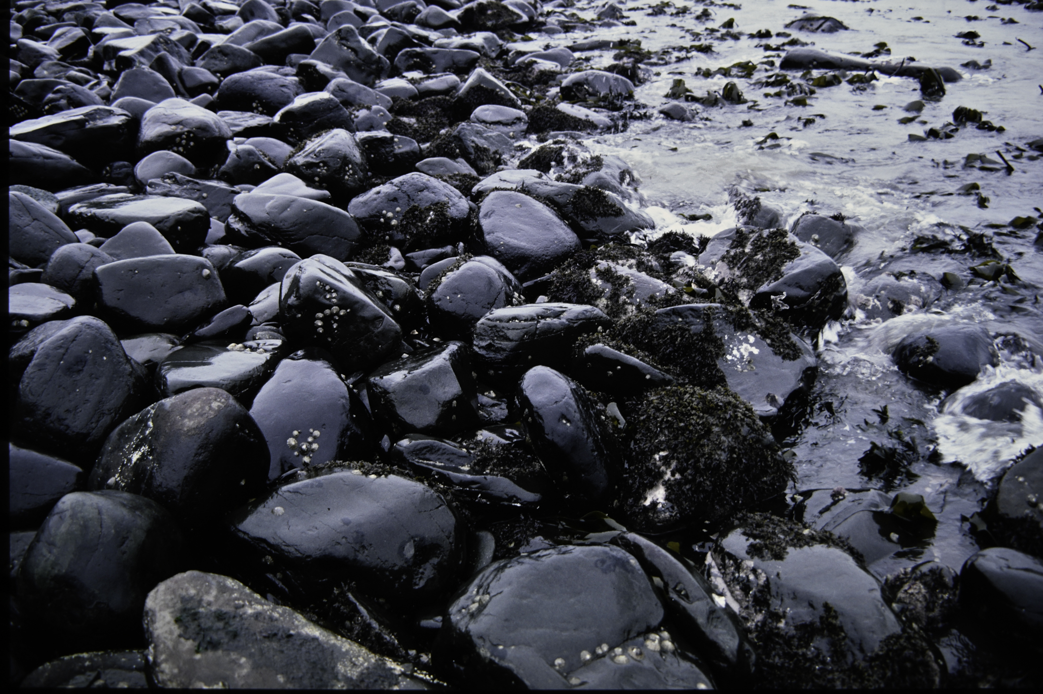 . Site: Carnfunnock Bay, NE Coast. 