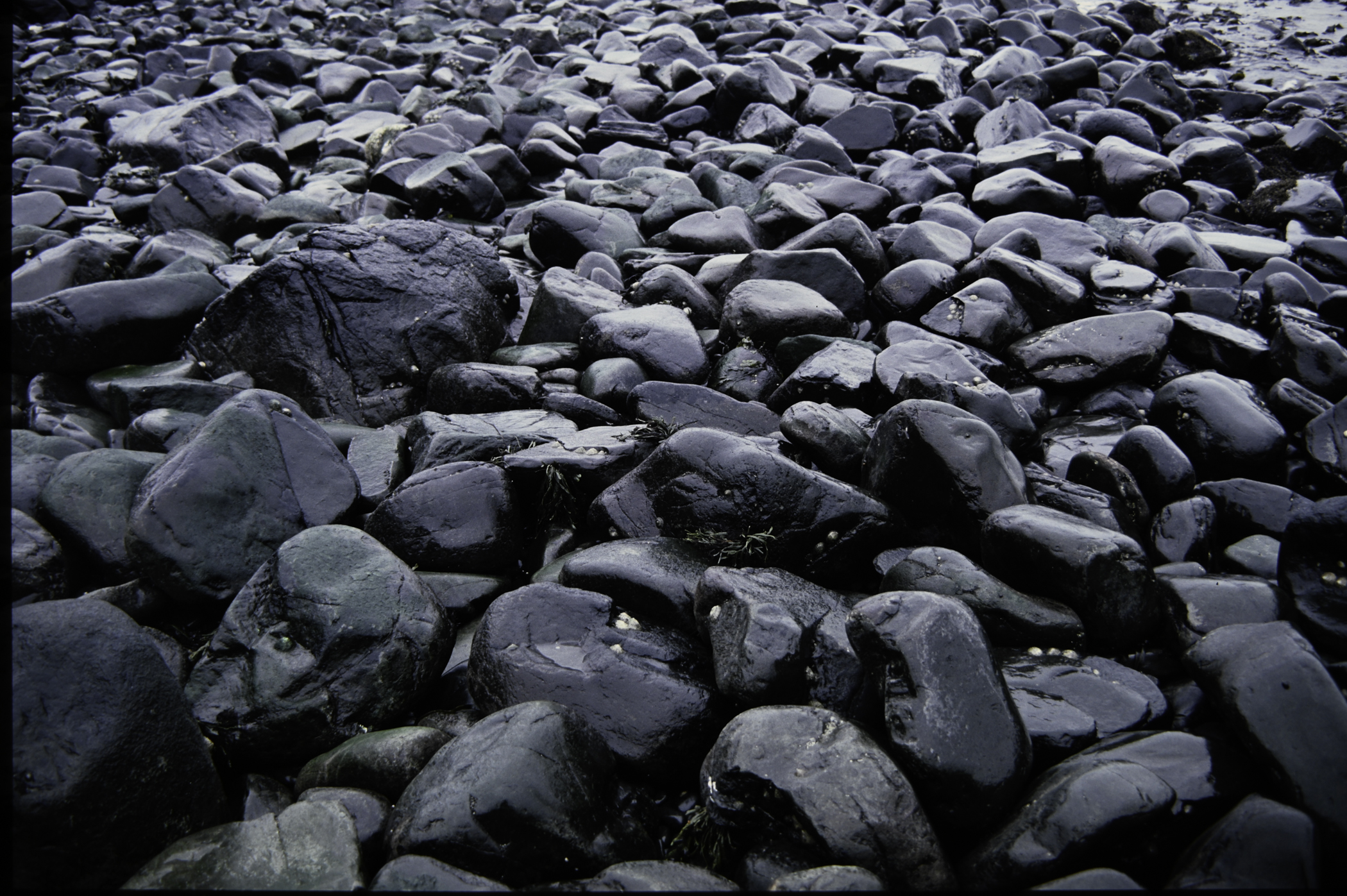 . Site: Carnfunnock Bay, NE Coast. 