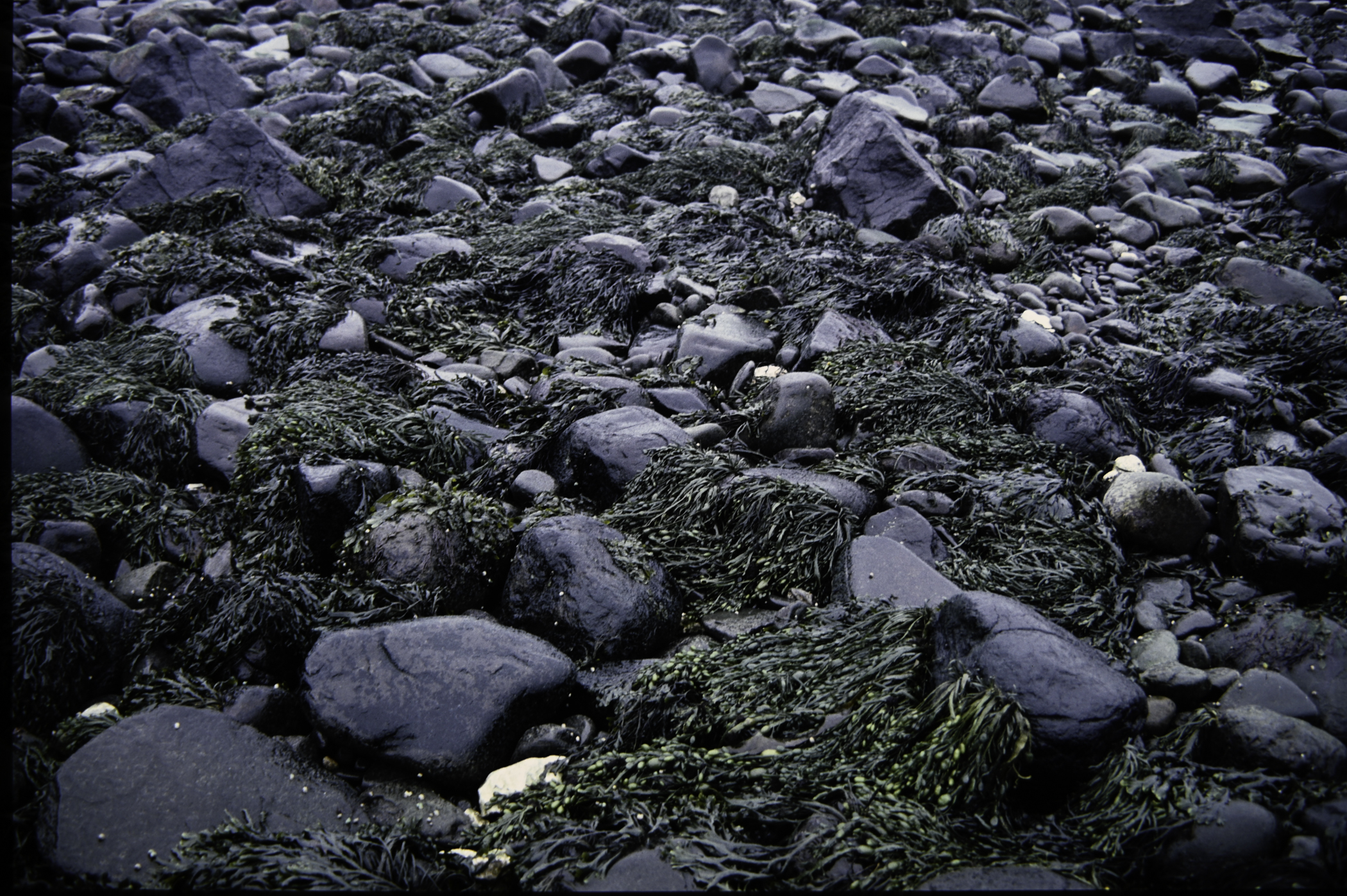 . Site: Carnfunnock Bay, NE Coast. 