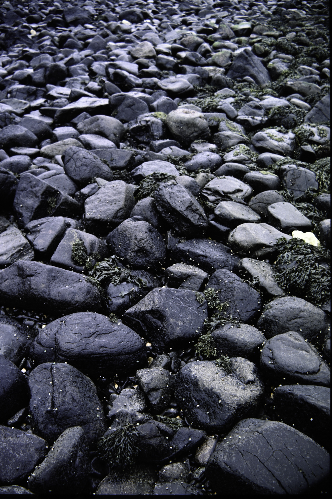 . Site: Carnfunnock Bay, NE Coast. 