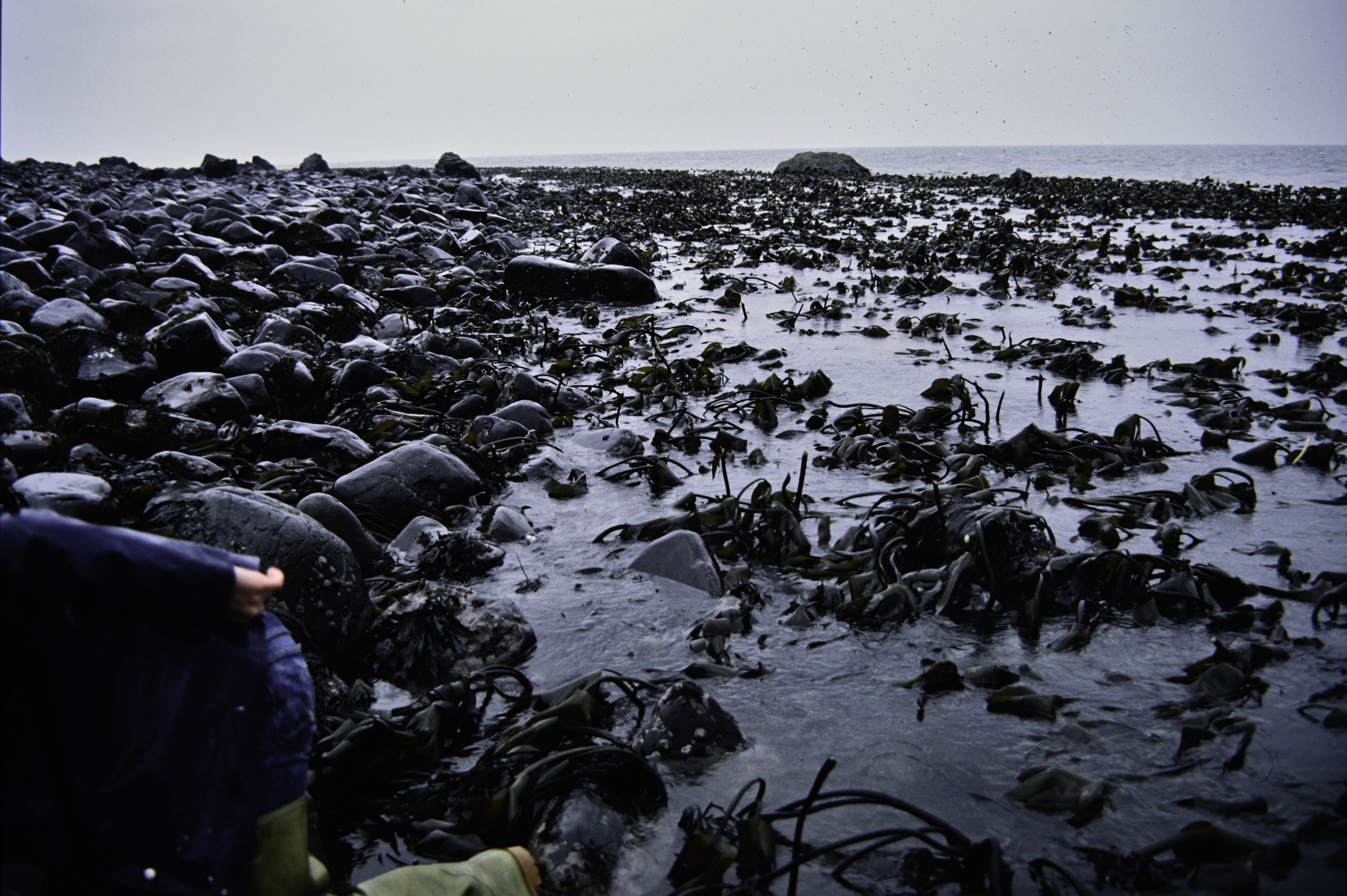 . Site: Carnfunnock Bay, NE Coast. 