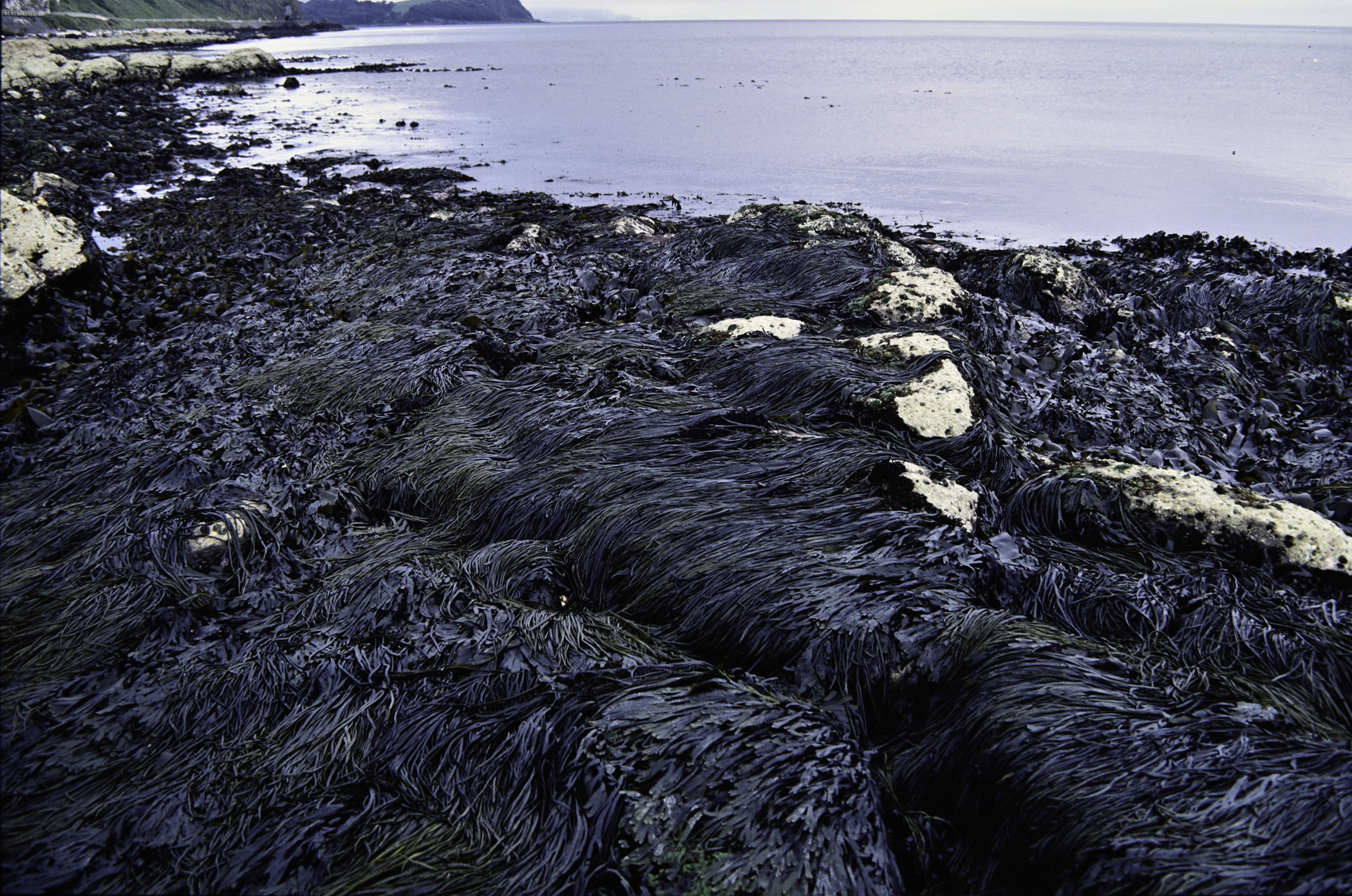 . Site: Seacourt, NE Coast. 