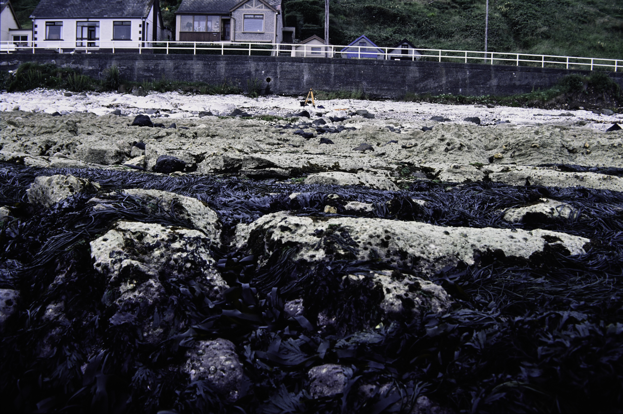 . Site: Seacourt, NE Coast. 