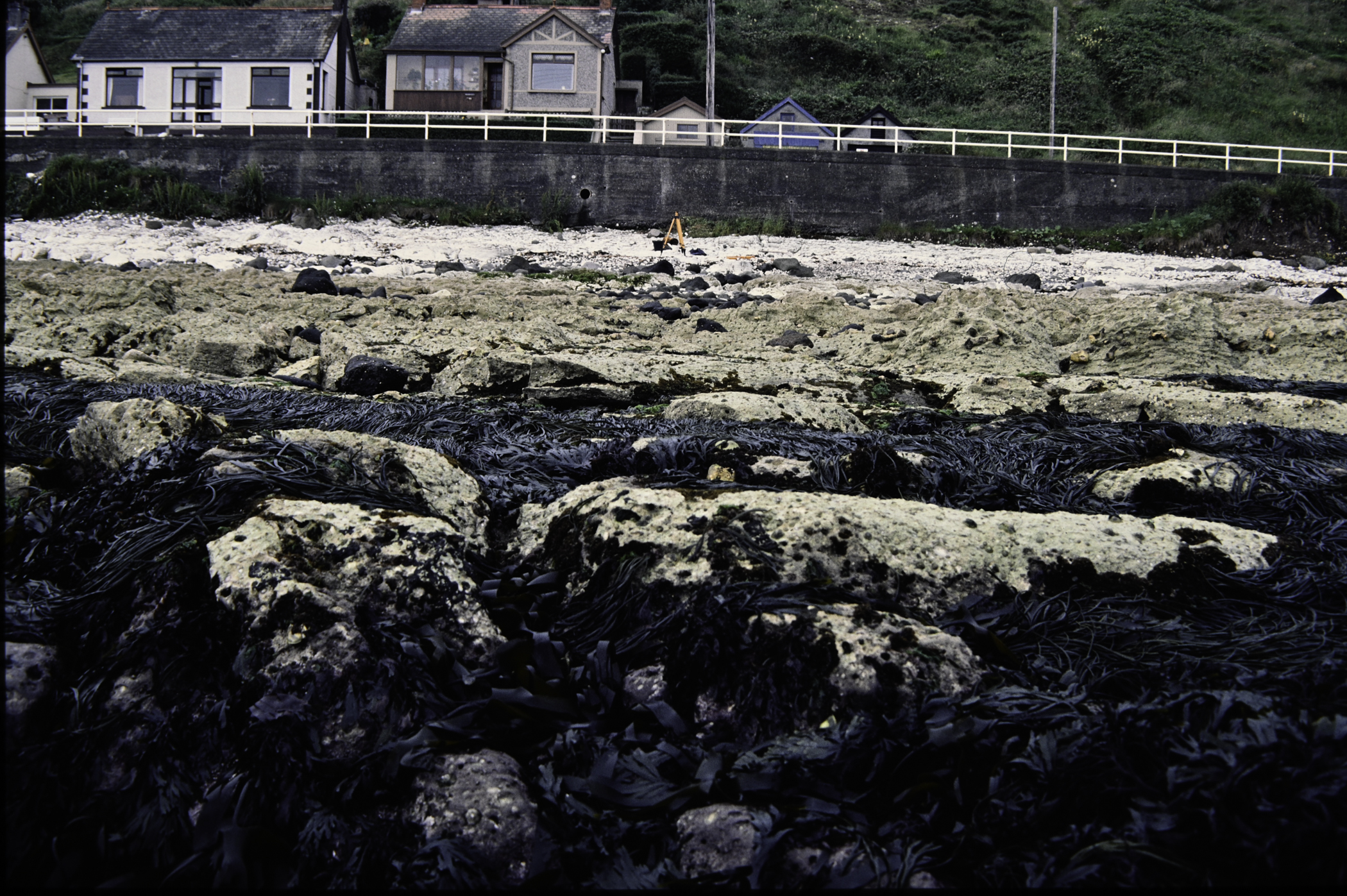 . Site: Seacourt, NE Coast. 