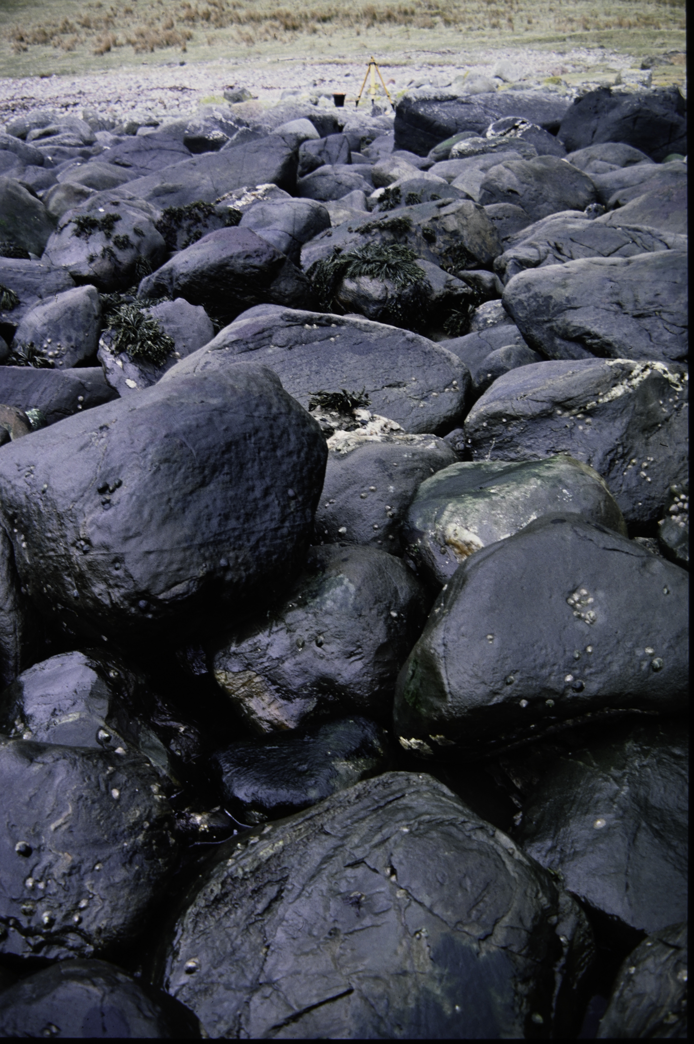 . Site: Port More (Loughan), NE Coast. 