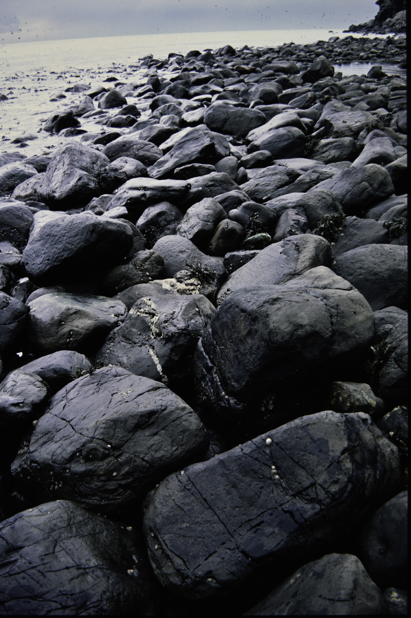 . Site: Port More (Loughan), NE Coast. 