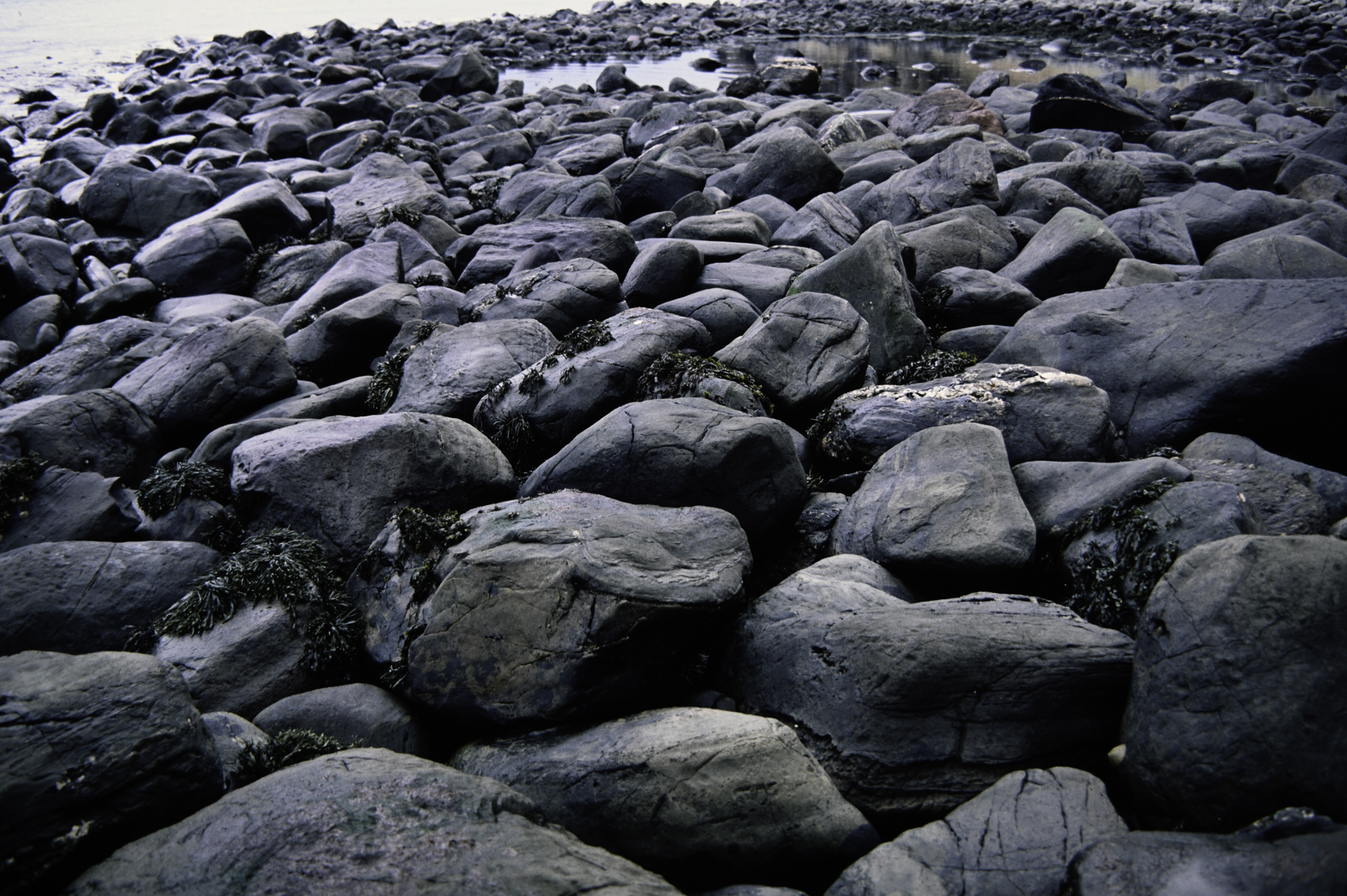 . Site: Port More (Loughan), NE Coast. 