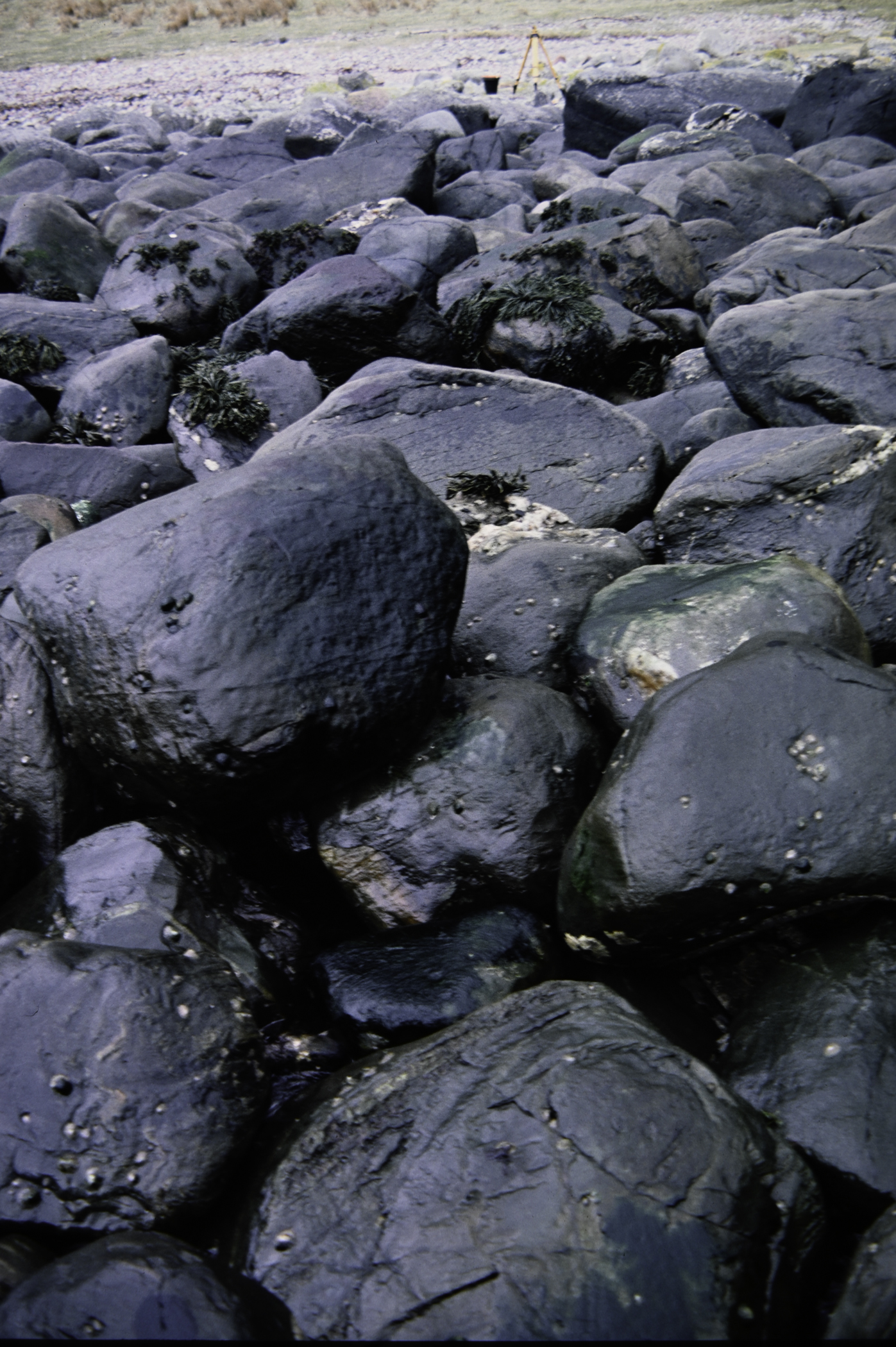 . Site: Port More (Loughan), NE Coast. 