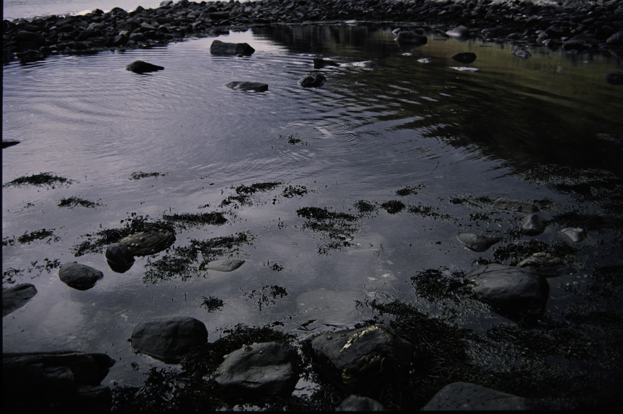 . Site: Port More (Loughan), NE Coast. 