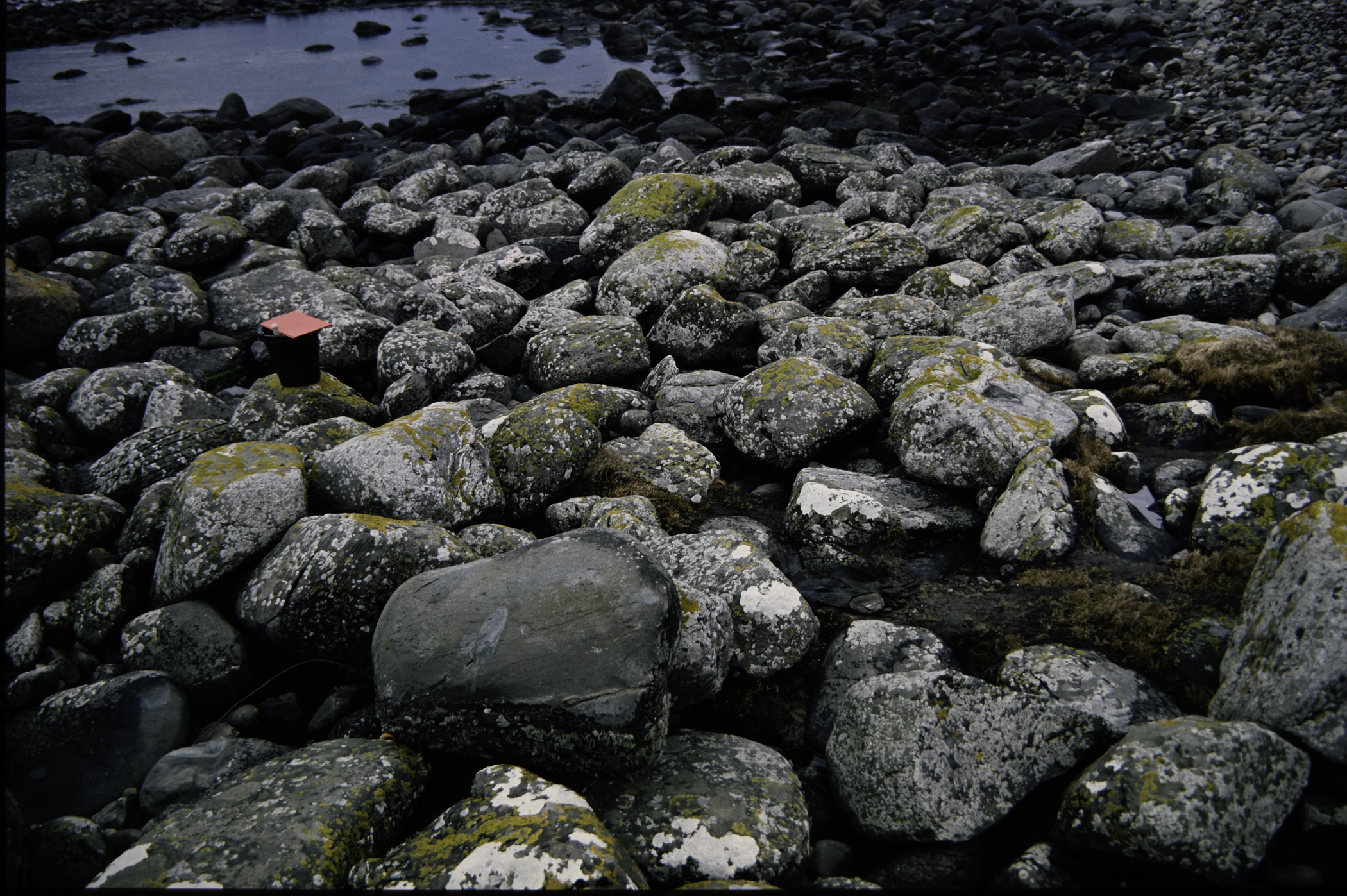 . Site: Port More (Loughan), NE Coast. 