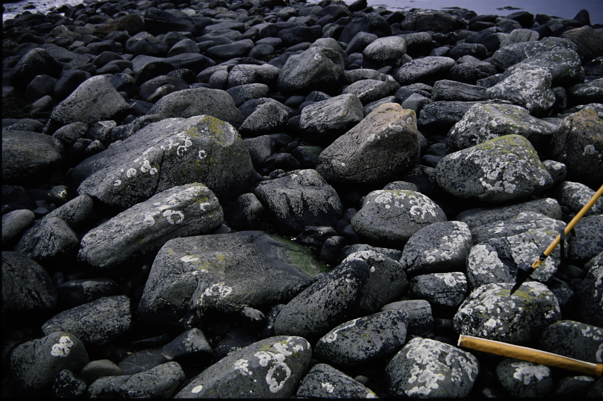 . Site: Port More (Loughan), NE Coast. 