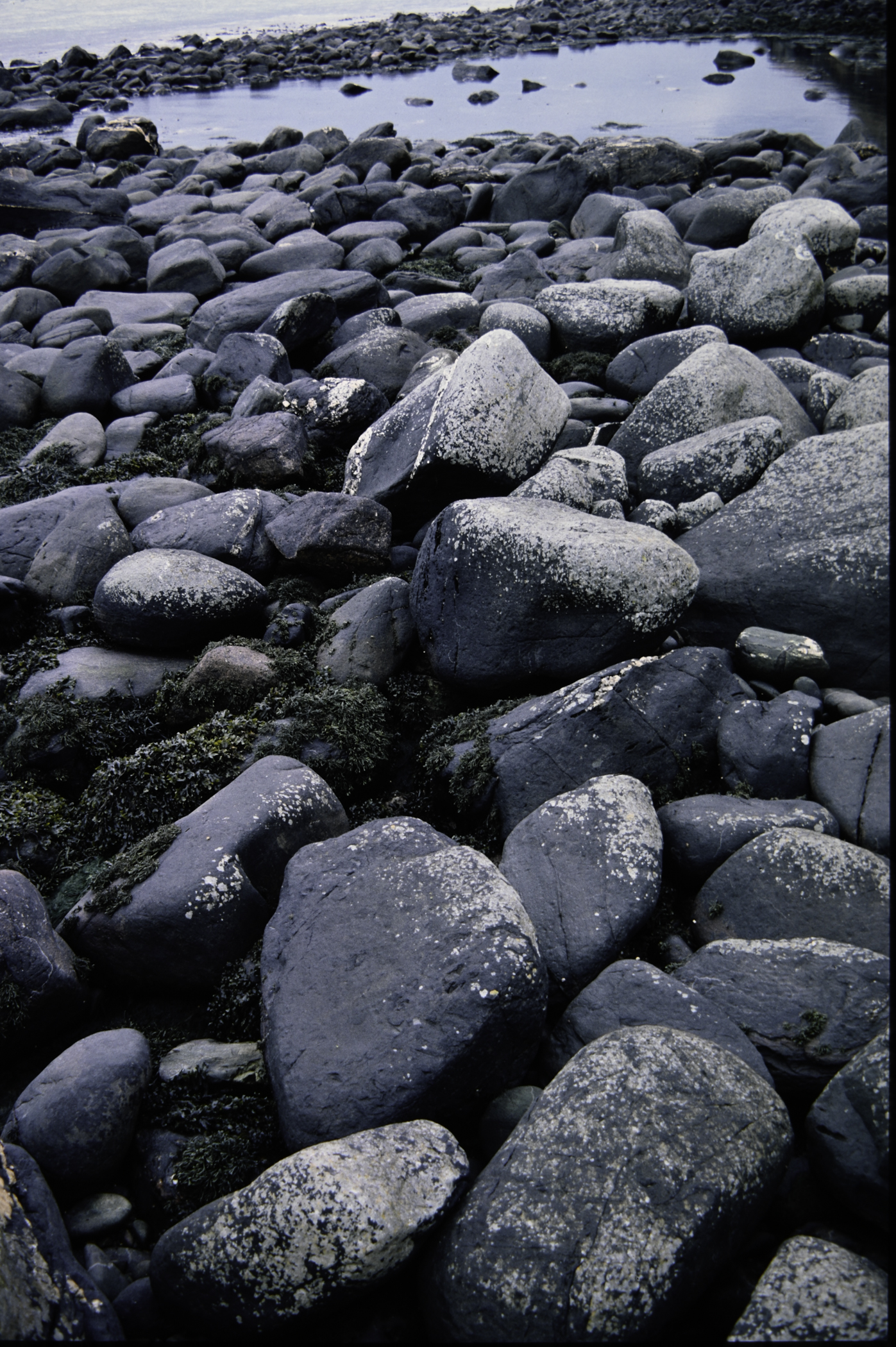 . Site: Port More (Loughan), NE Coast. 