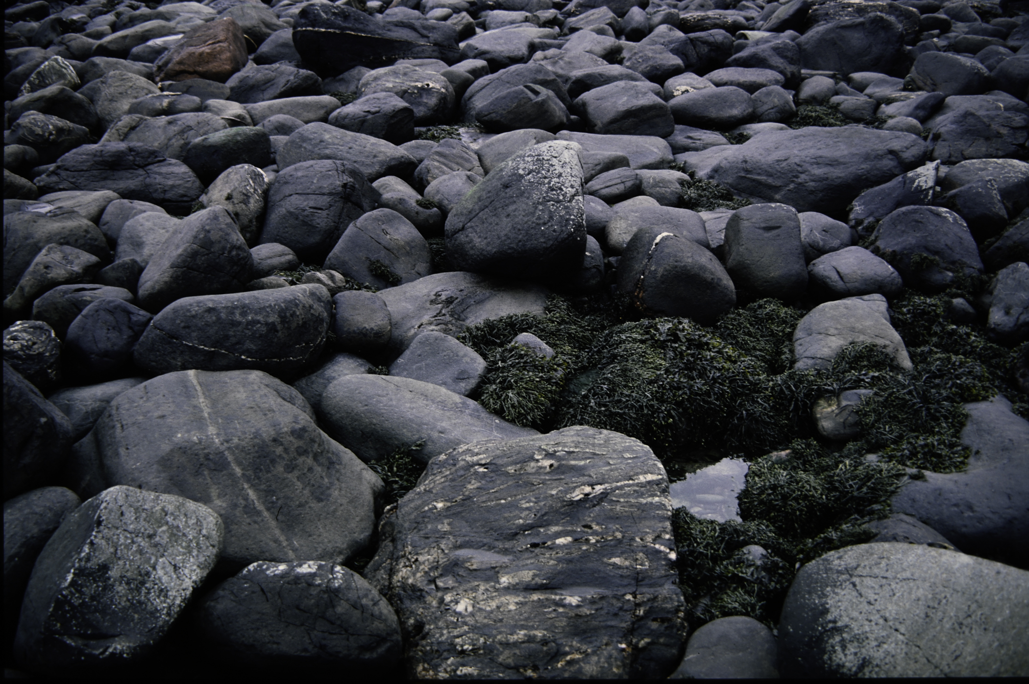 . Site: Port More (Loughan), NE Coast. 