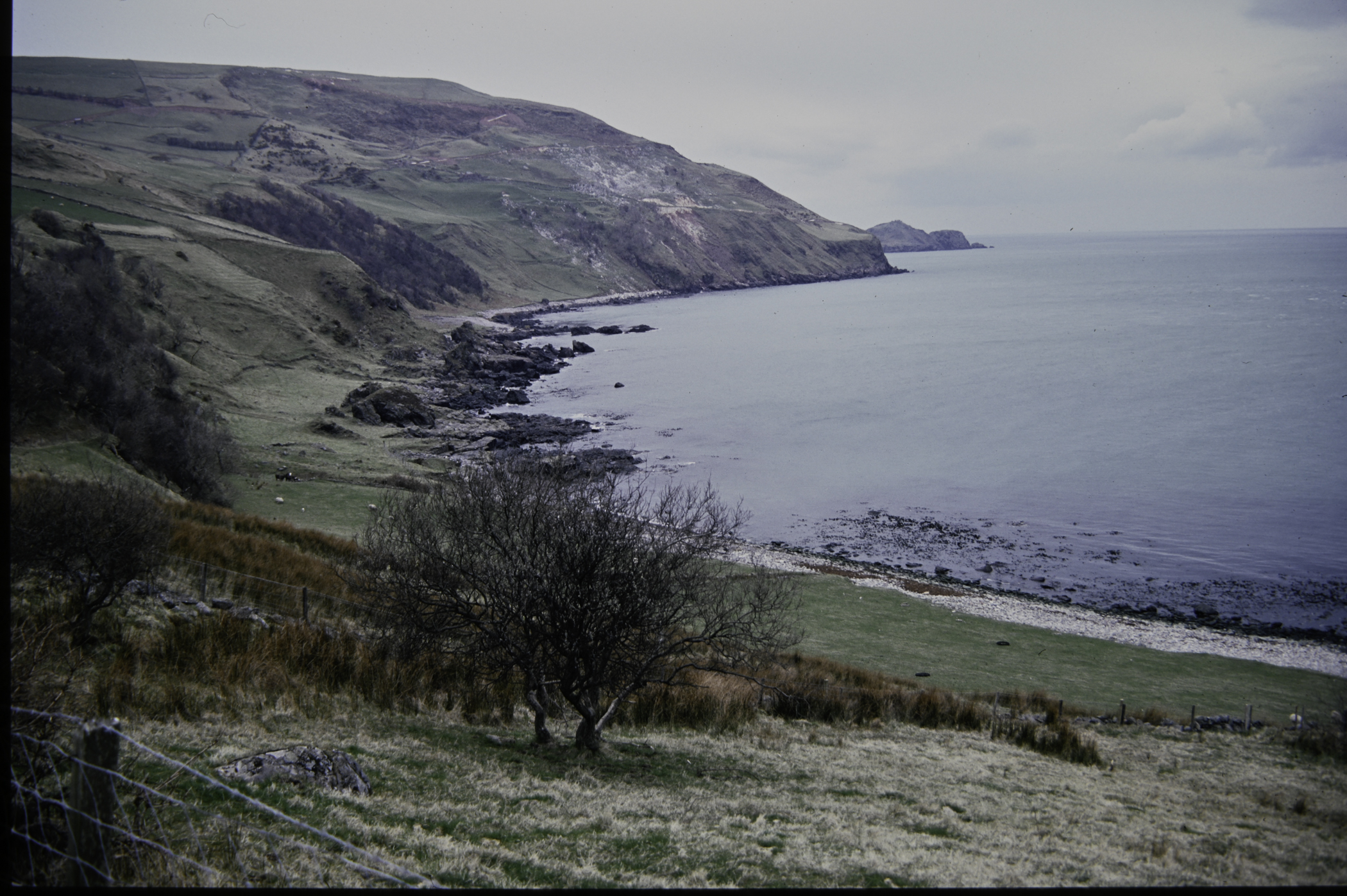 . Site: Port More (Loughan), NE Coast. 