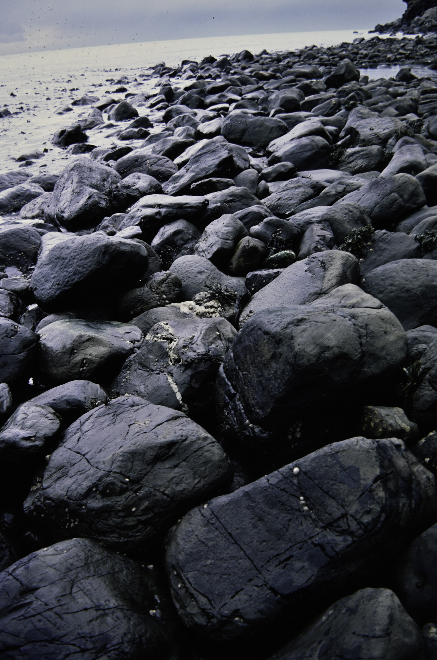 . Site: Port More (Loughan), NE Coast. 