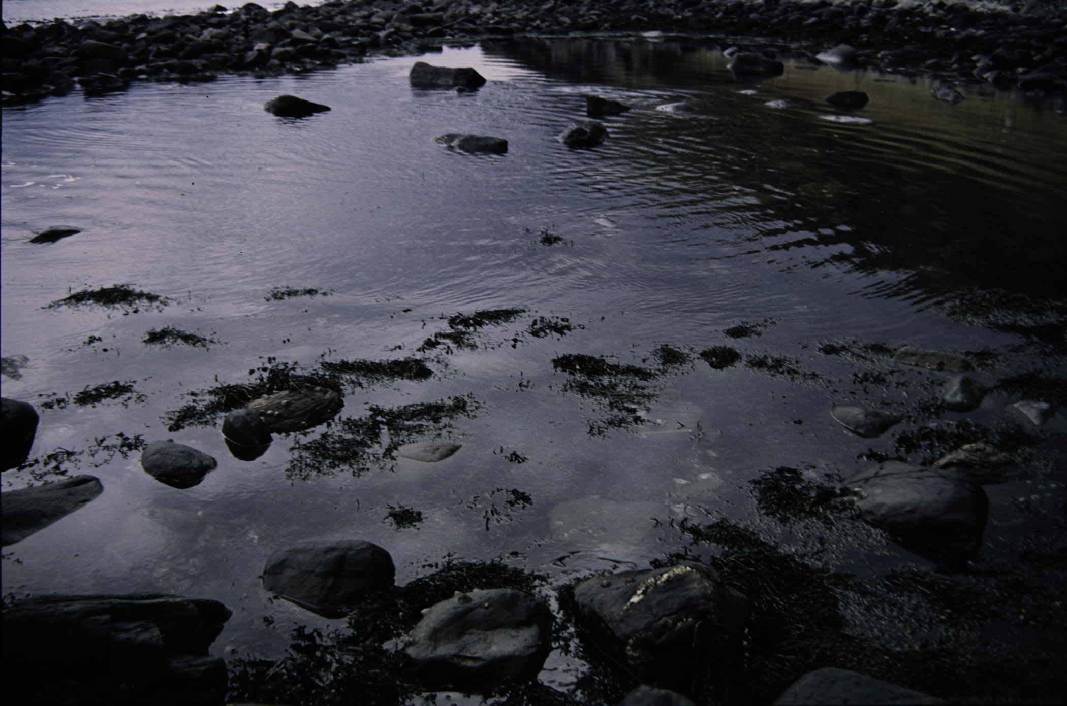 . Site: Port More (Loughan), NE Coast. 