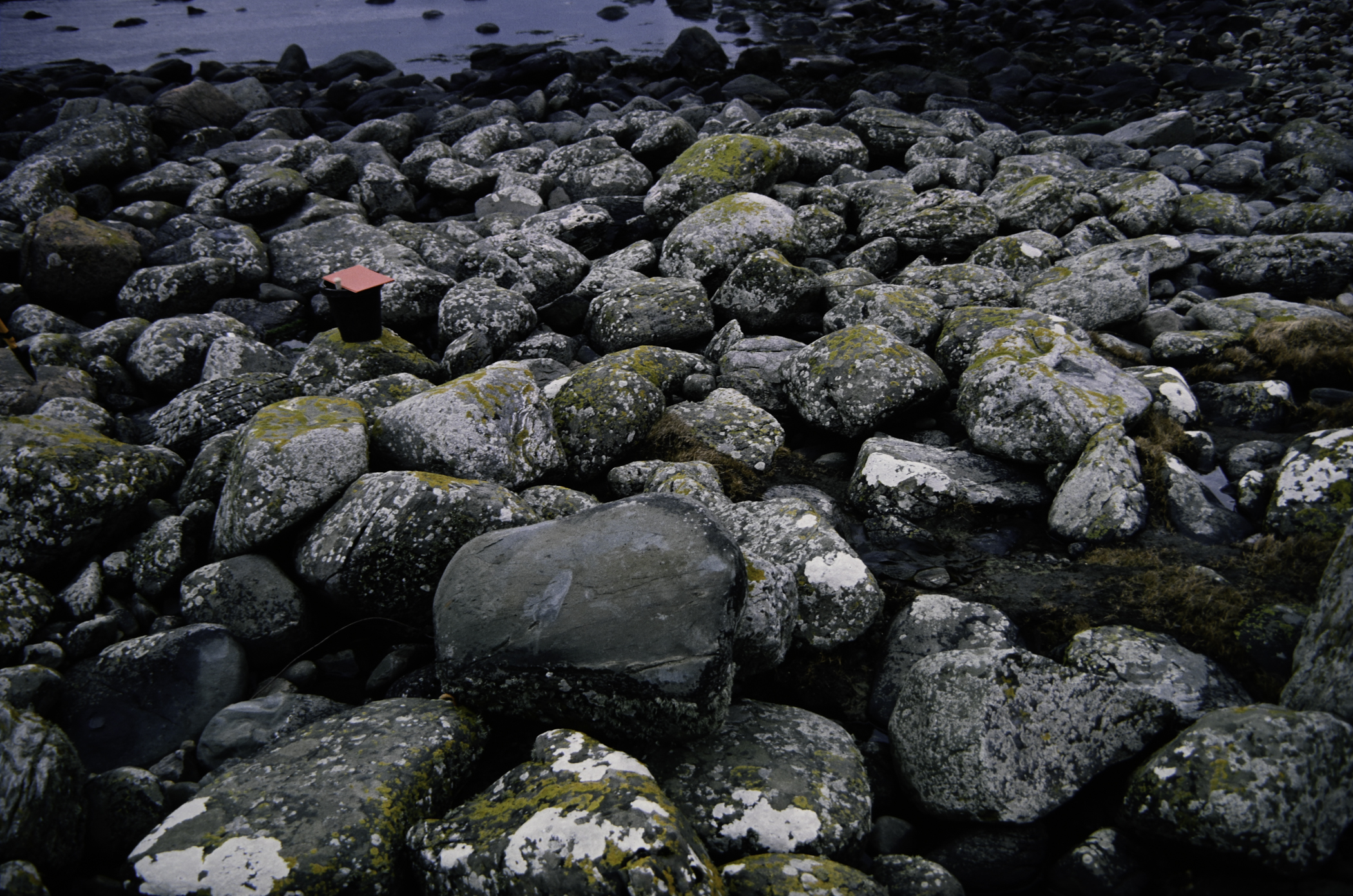 . Site: Port More (Loughan), NE Coast. 