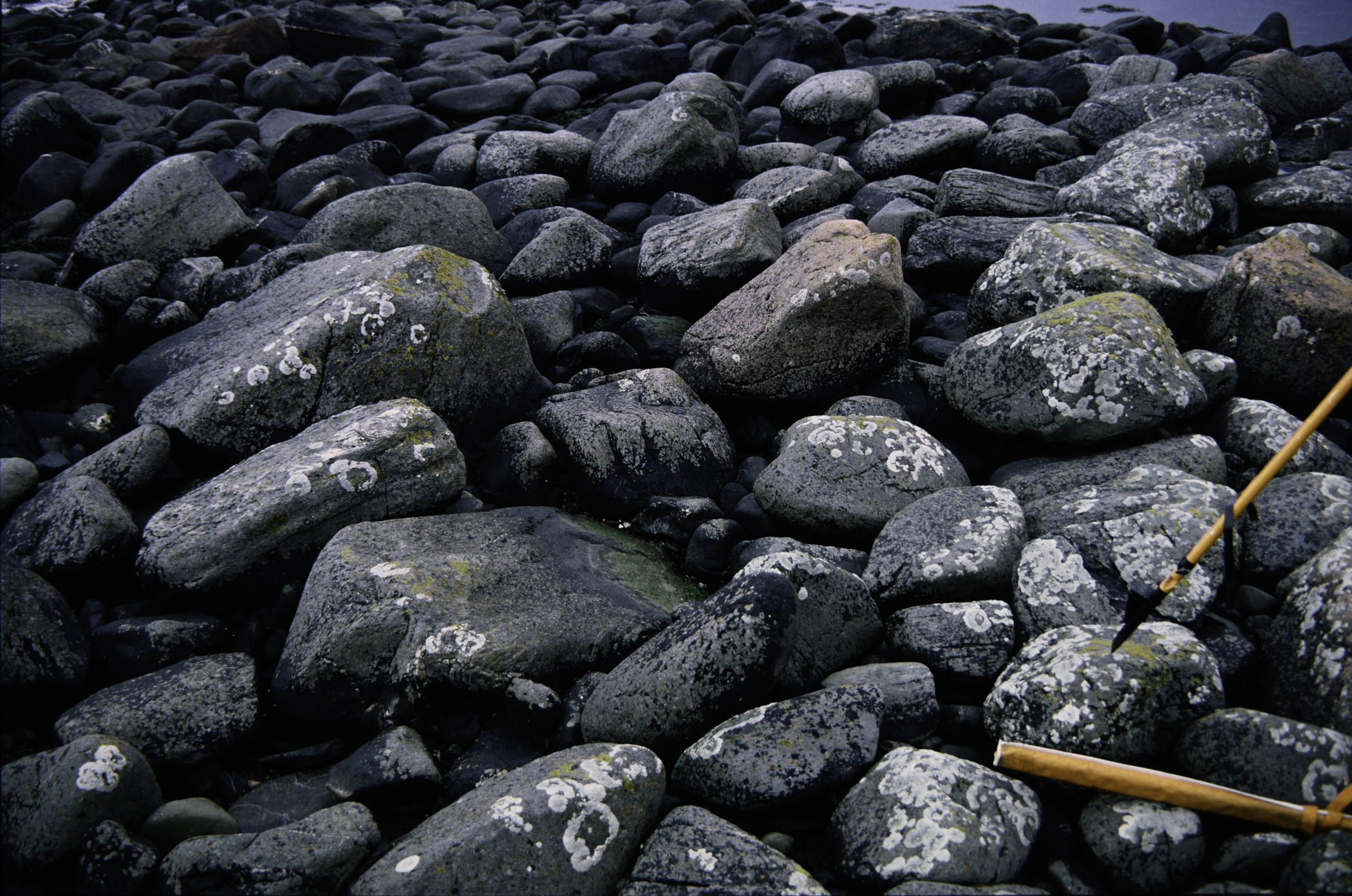 . Site: Port More (Loughan), NE Coast. 