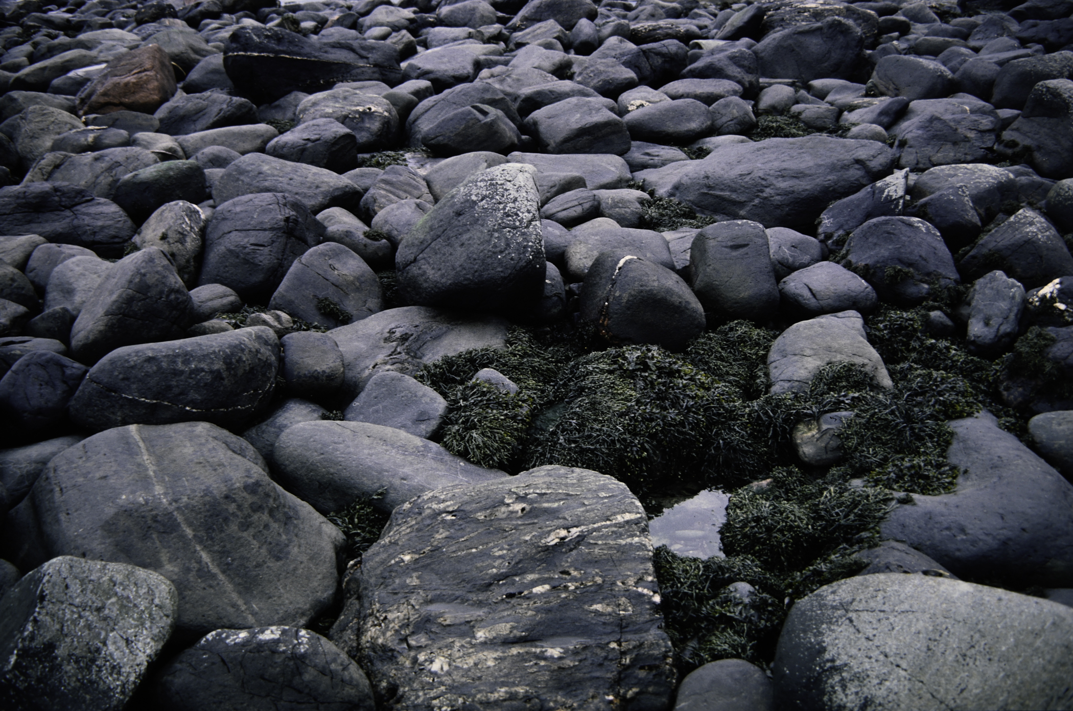 . Site: Port More (Loughan), NE Coast. 