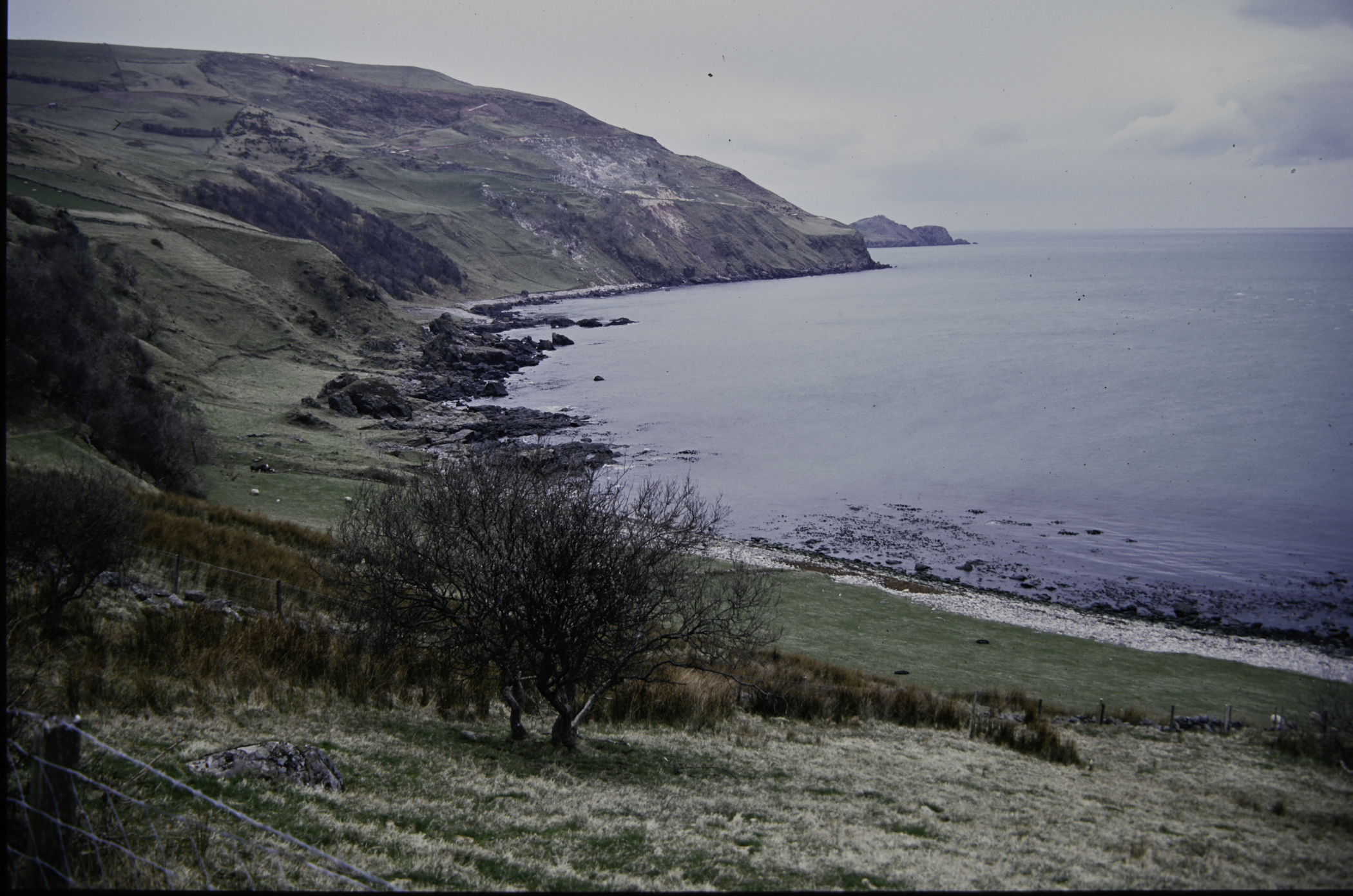 . Site: Port More (Loughan), NE Coast. 