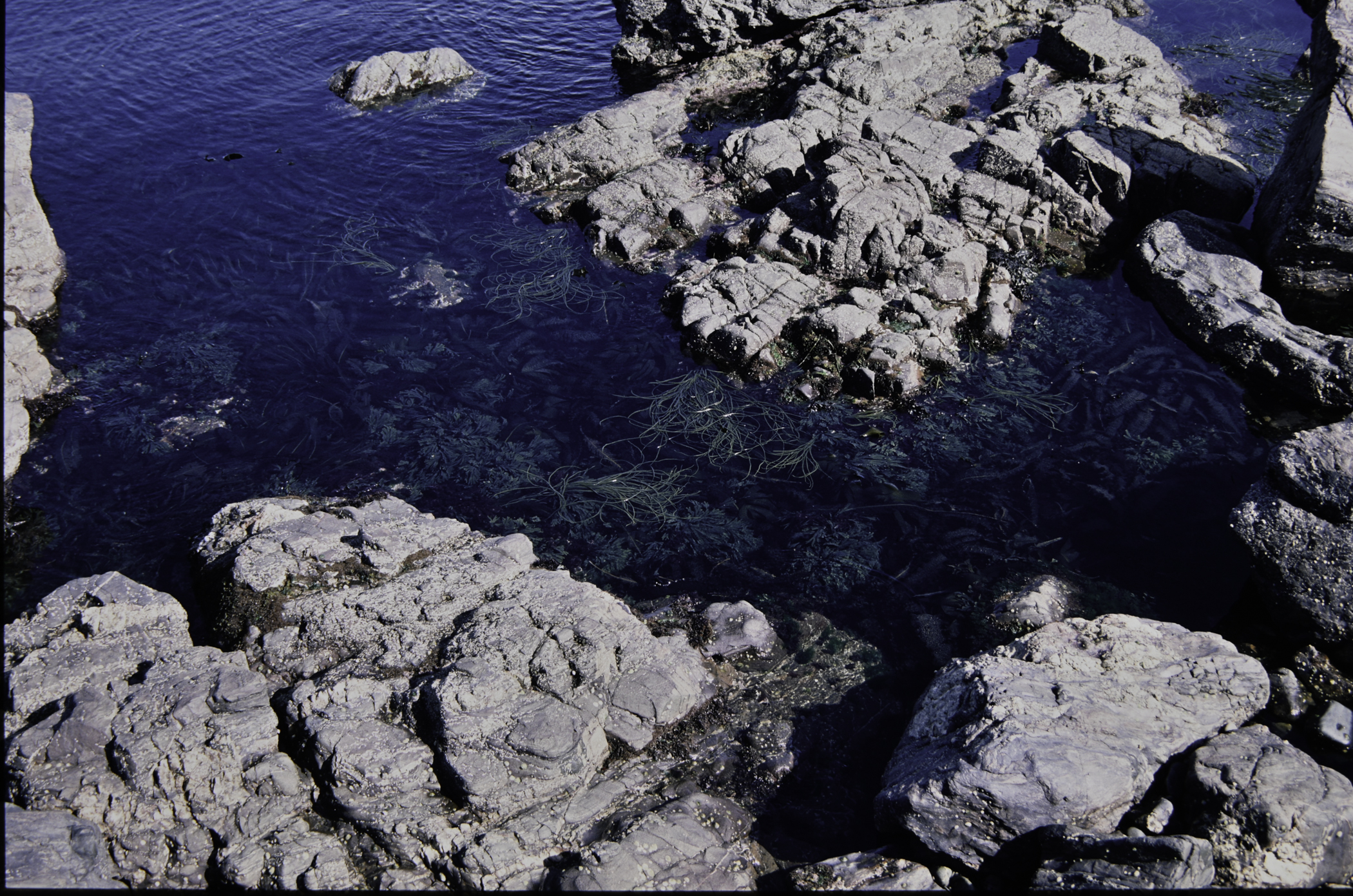 . Site: Cushendun North, NE Coast. 