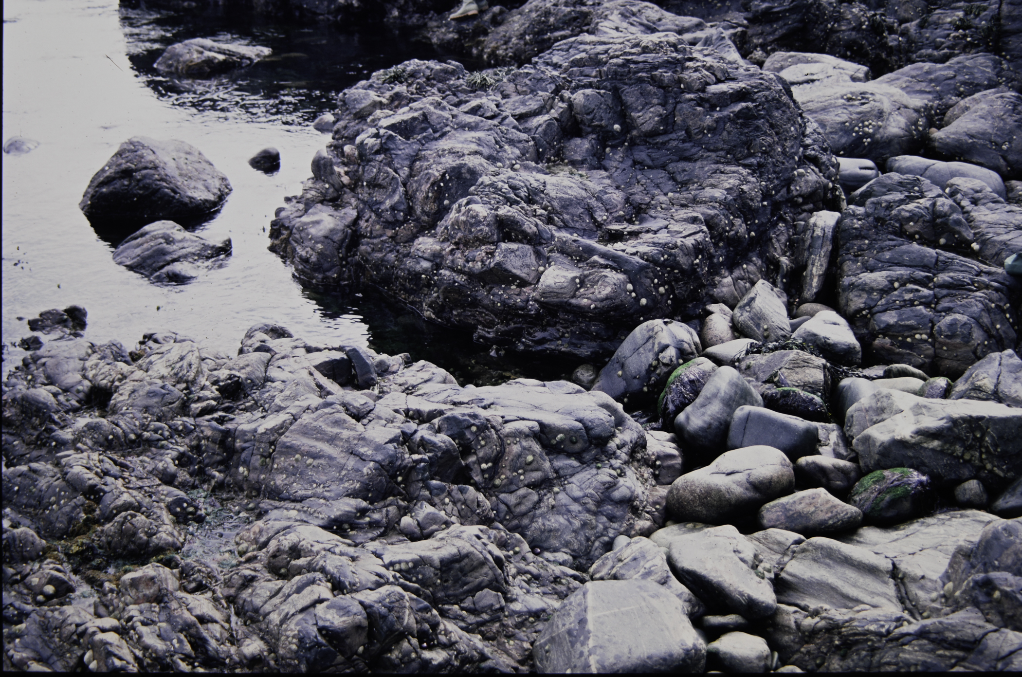 . Site: Cushendun North, NE Coast. 