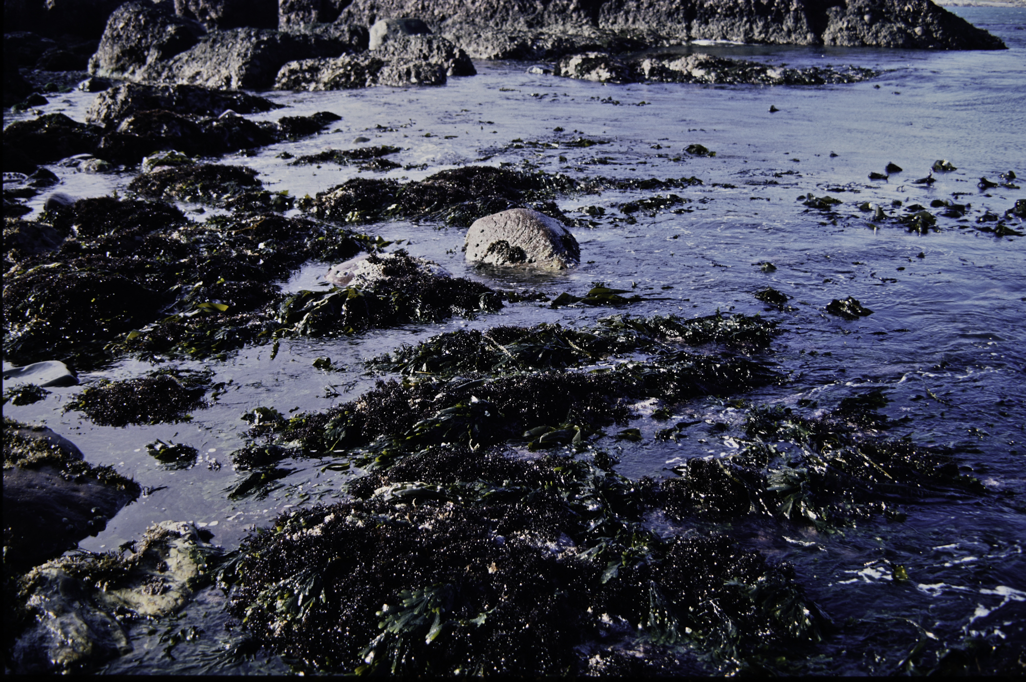 . Site: Cushendun South, NE Coast. 