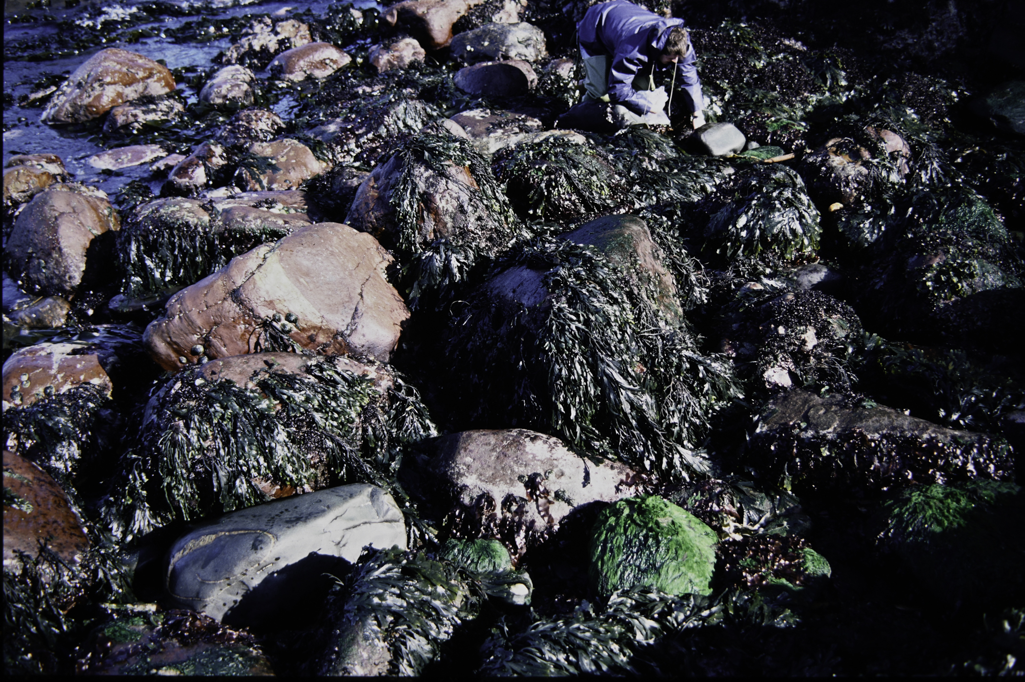 . Site: Cushendun South, NE Coast. 