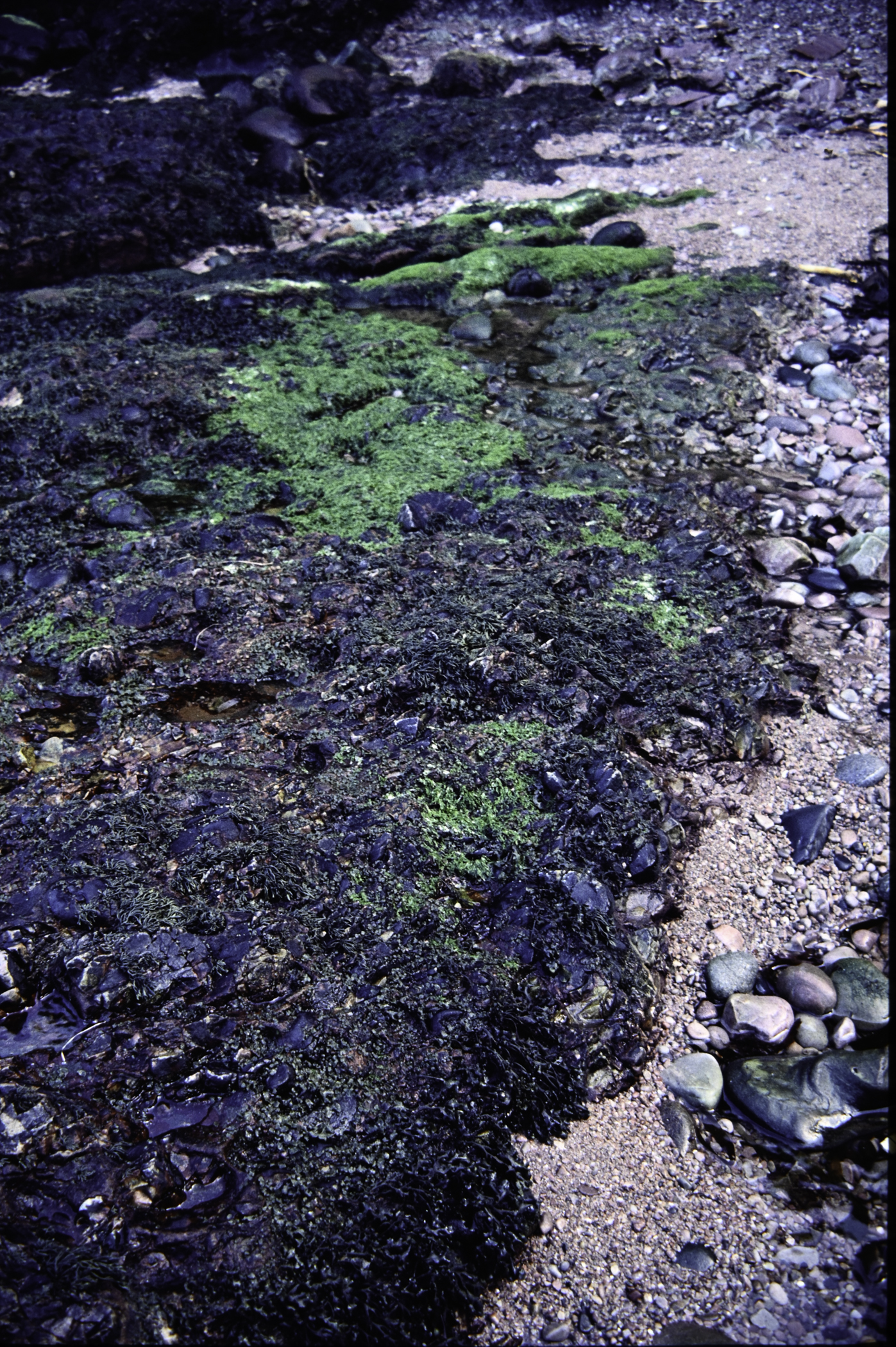 . Site: Cushendun South, NE Coast. 