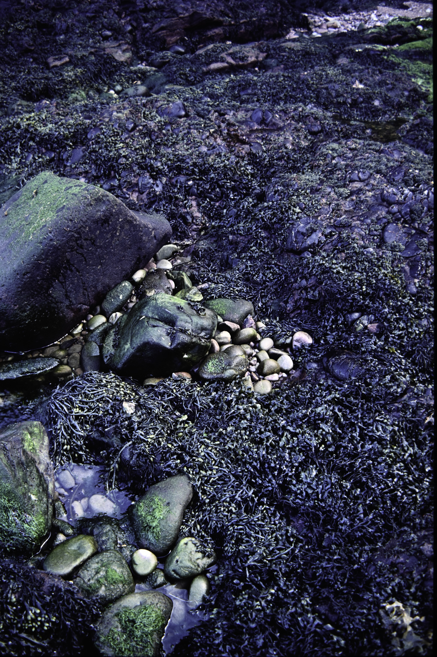 . Site: Cushendun South, NE Coast. 