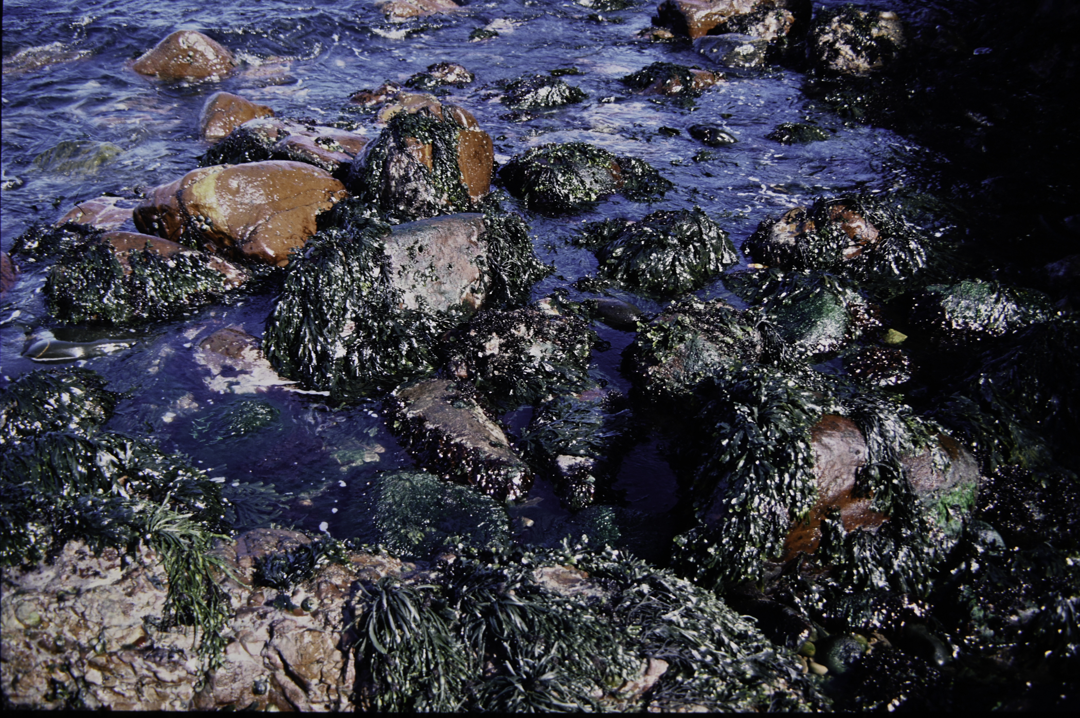 . Site: Cushendun South, NE Coast. 