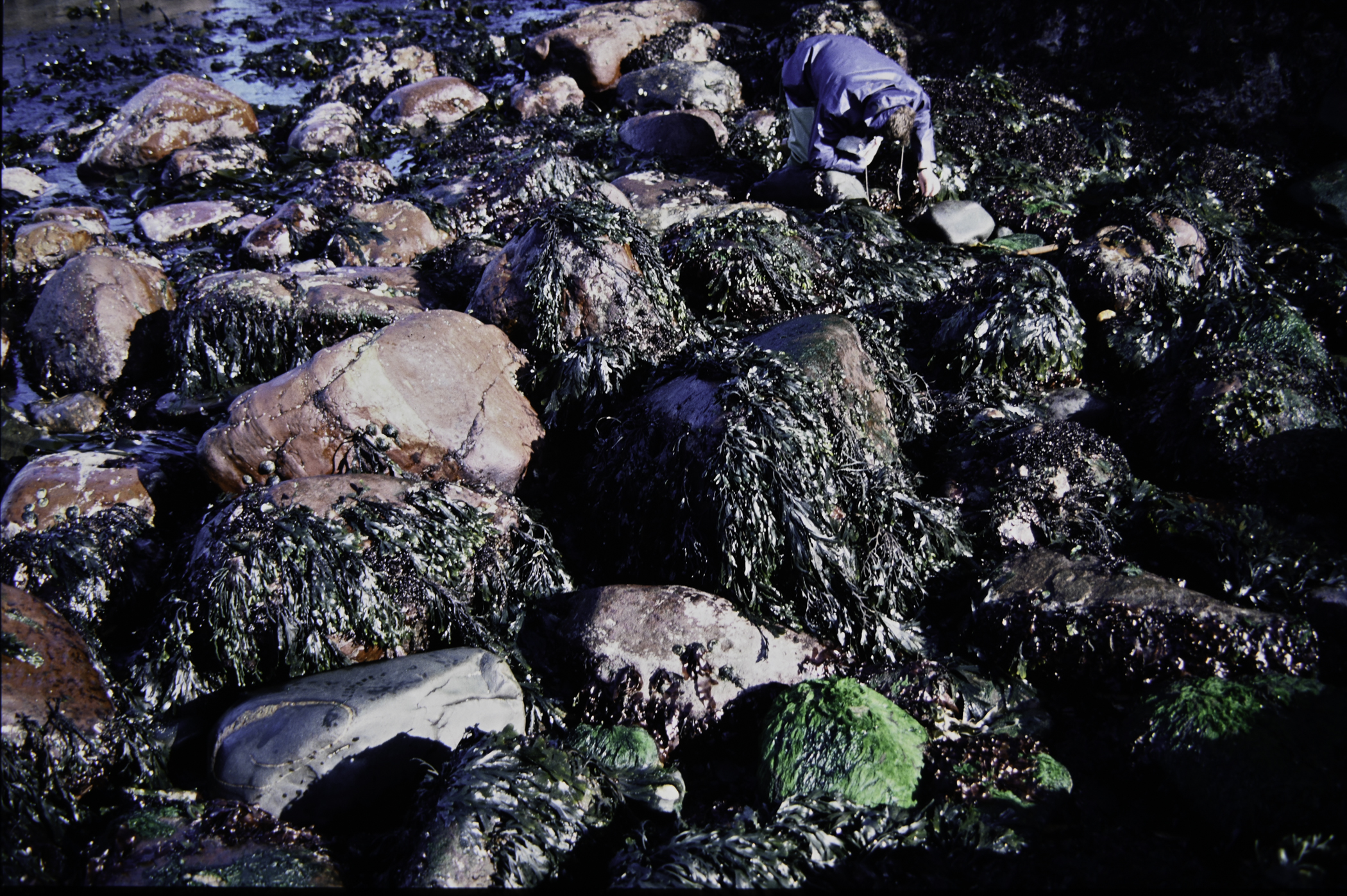 . Site: Cushendun South, NE Coast. 