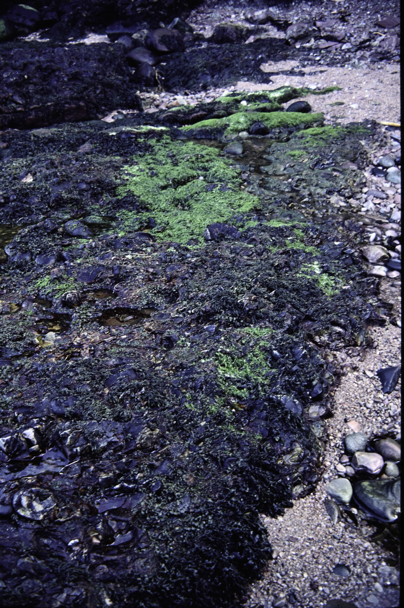 . Site: Cushendun South, NE Coast. 